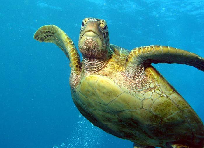 038-00026a-Loggerhead-Turtle.jpg