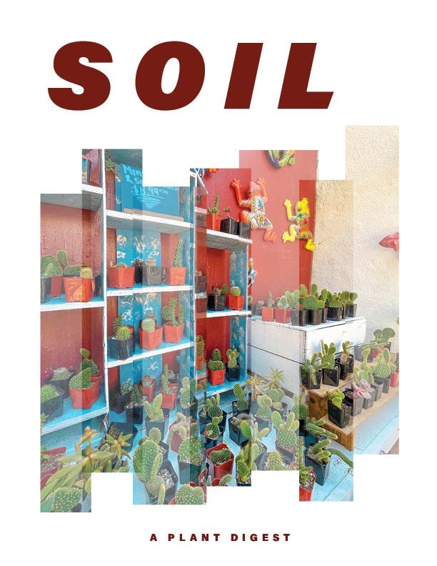 Display of numerous small potted cacti and succulents on shelves and tables inside a store, with some colorful wall decorations and the word 'SOIL' in large red letters at the top.