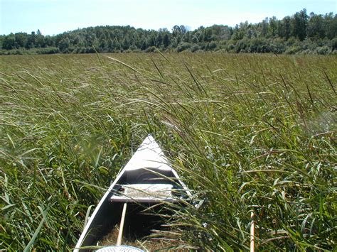wild rice.jpg