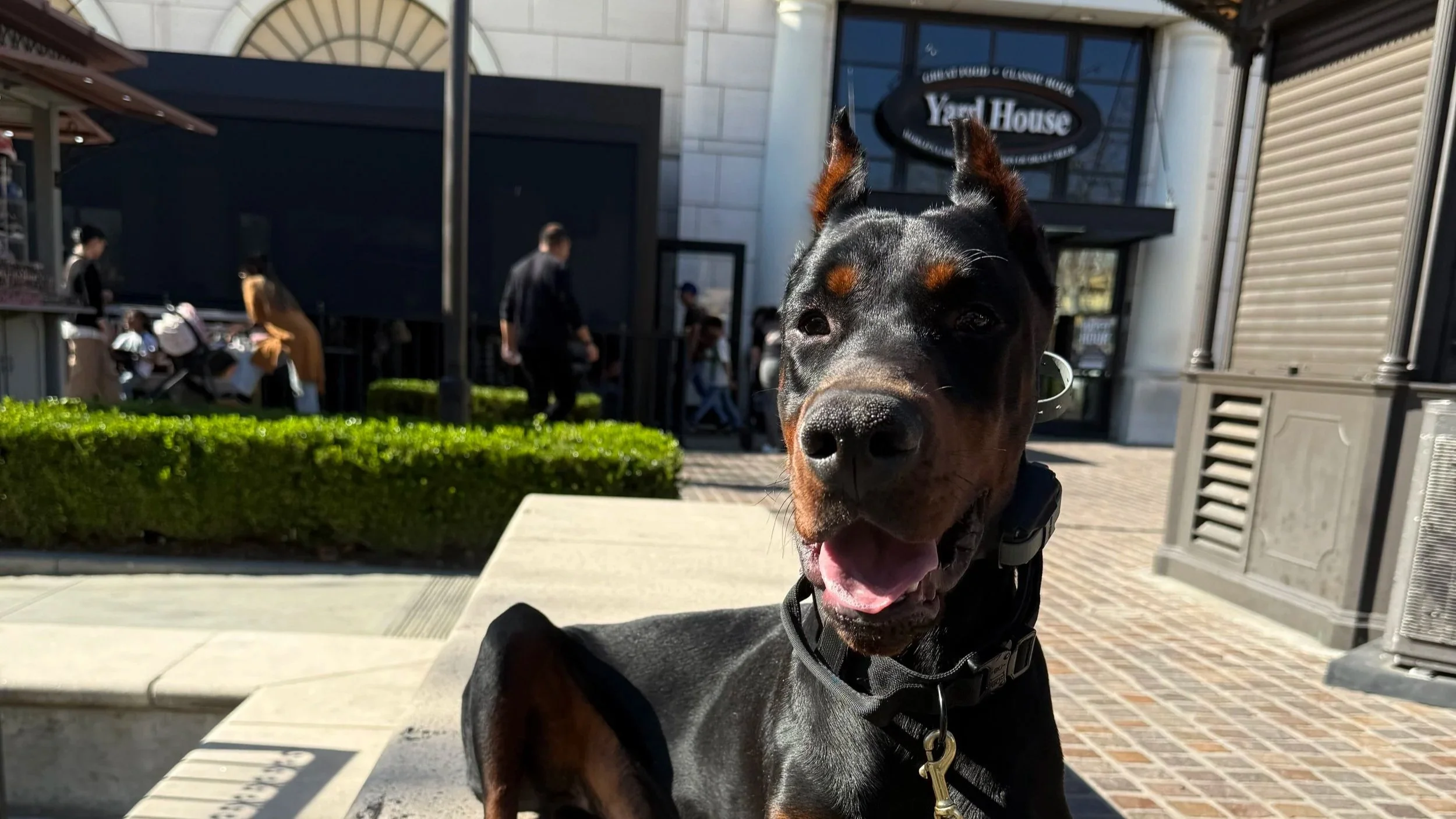 A black and tan Doberman pinscher with erect ears and open mouth, smiling, lying on a concrete surface outside a shopping center.