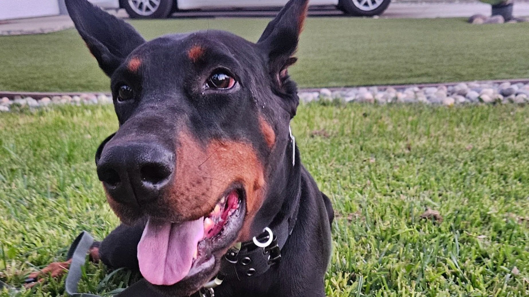 Close-up of a happy black and tan dog with its tongue out, sitting on green grass in a yard with a car in the background.