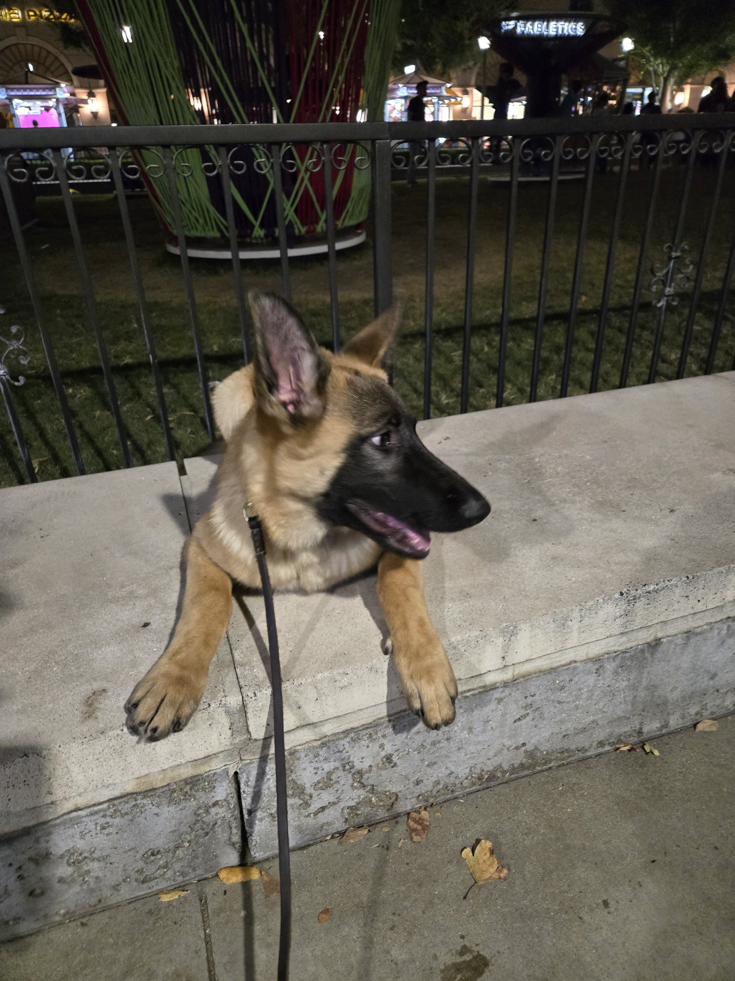 A young German Shepherd puppy lying on a concrete sidewalk at night, with its head resting on the ground and tongue slightly out. Behind a black metal fence, there are people and brightly lit storefronts or entertainment venues.