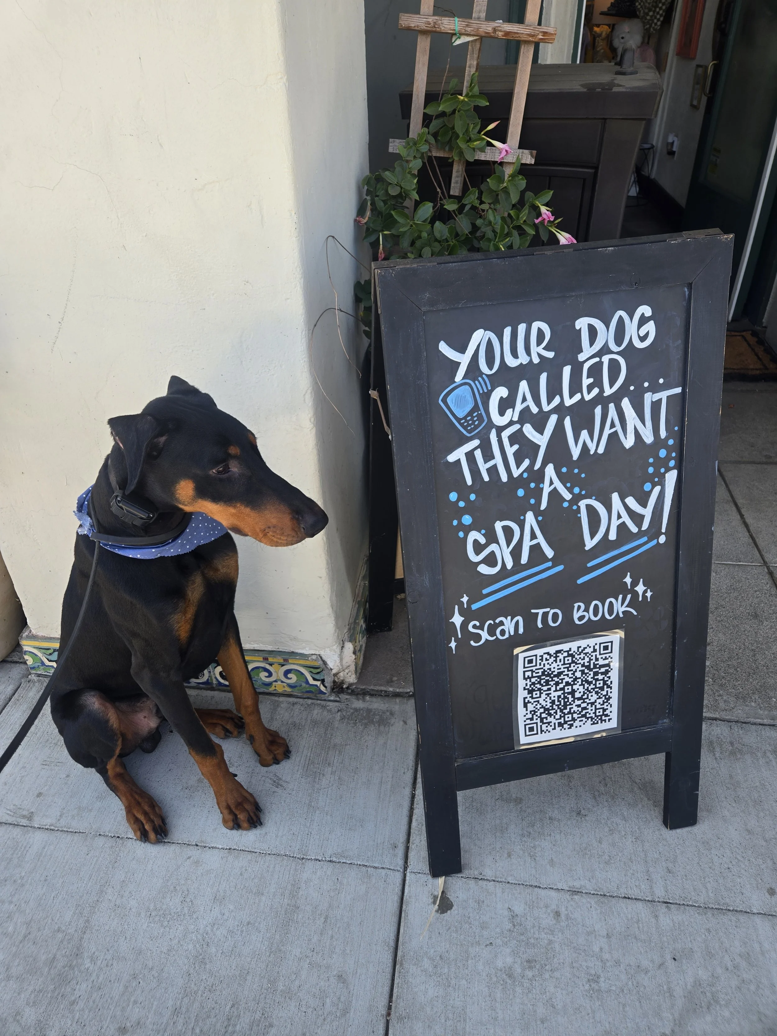 A black and tan dog sitting on a concrete sidewalk next to a blackboard sign that reads "Your dog called, they want a spa day!" with a QR code on it. There are some plants and a wooden trellis behind the dog.