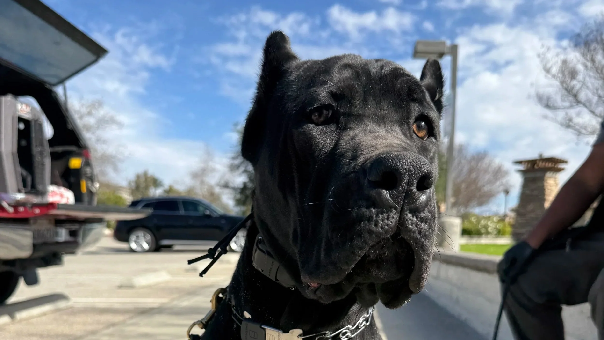 Close-up of a black dog, possibly a Cane Corso, outdoors with blue sky and white clouds, standing near cars and a person in the background.