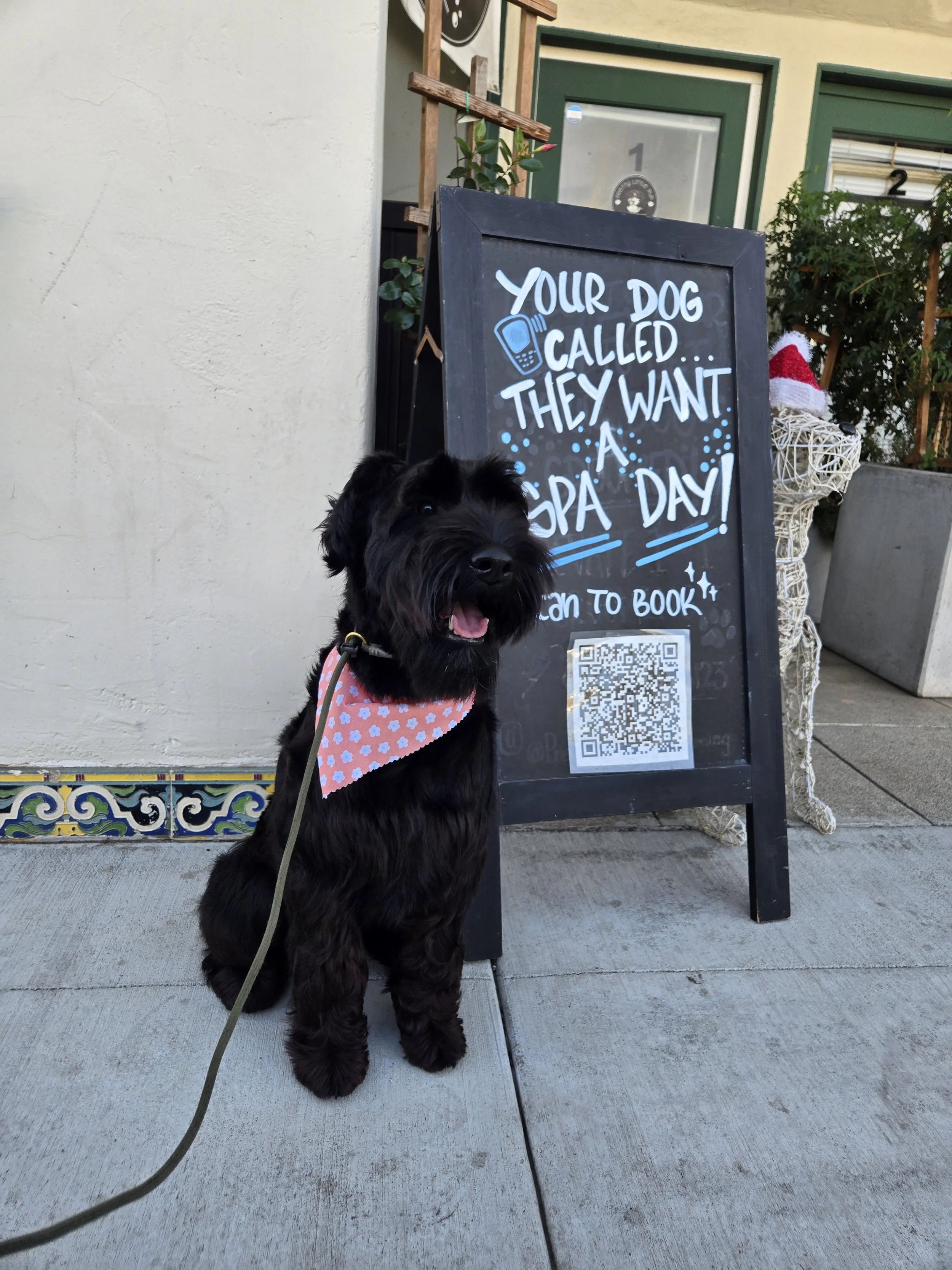 A black dog with a pink polka-dot bandana sitting on a sidewalk in front of a black chalkboard sign with white and blue writing. The sign advertises spa day appointments for dogs and features a phone icon. The dog is leashed to a cord, and there are decorative elements like a plant and a Santa hat on a woven basket nearby, with a building with a yellow wall and green doors in the background.