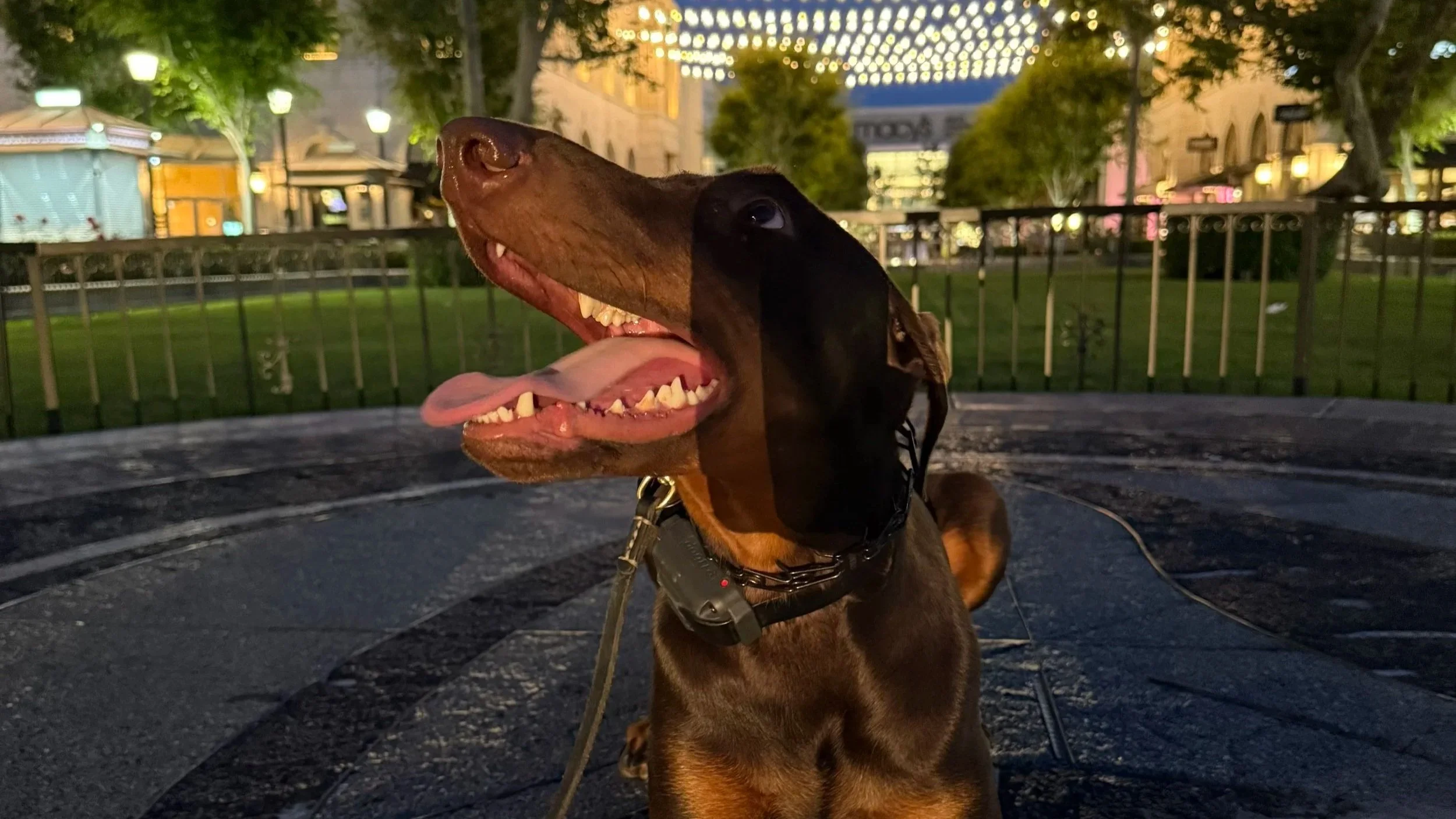 A joyful dog, likely a Doberman, is sitting on a dark stone surface outdoors at dusk. Its mouth is open, tongue out, showing teeth, and it wears a collar and leash. The background features a park with green grass, trees, a fence, and buildings with lights, under a decorated evening sky.