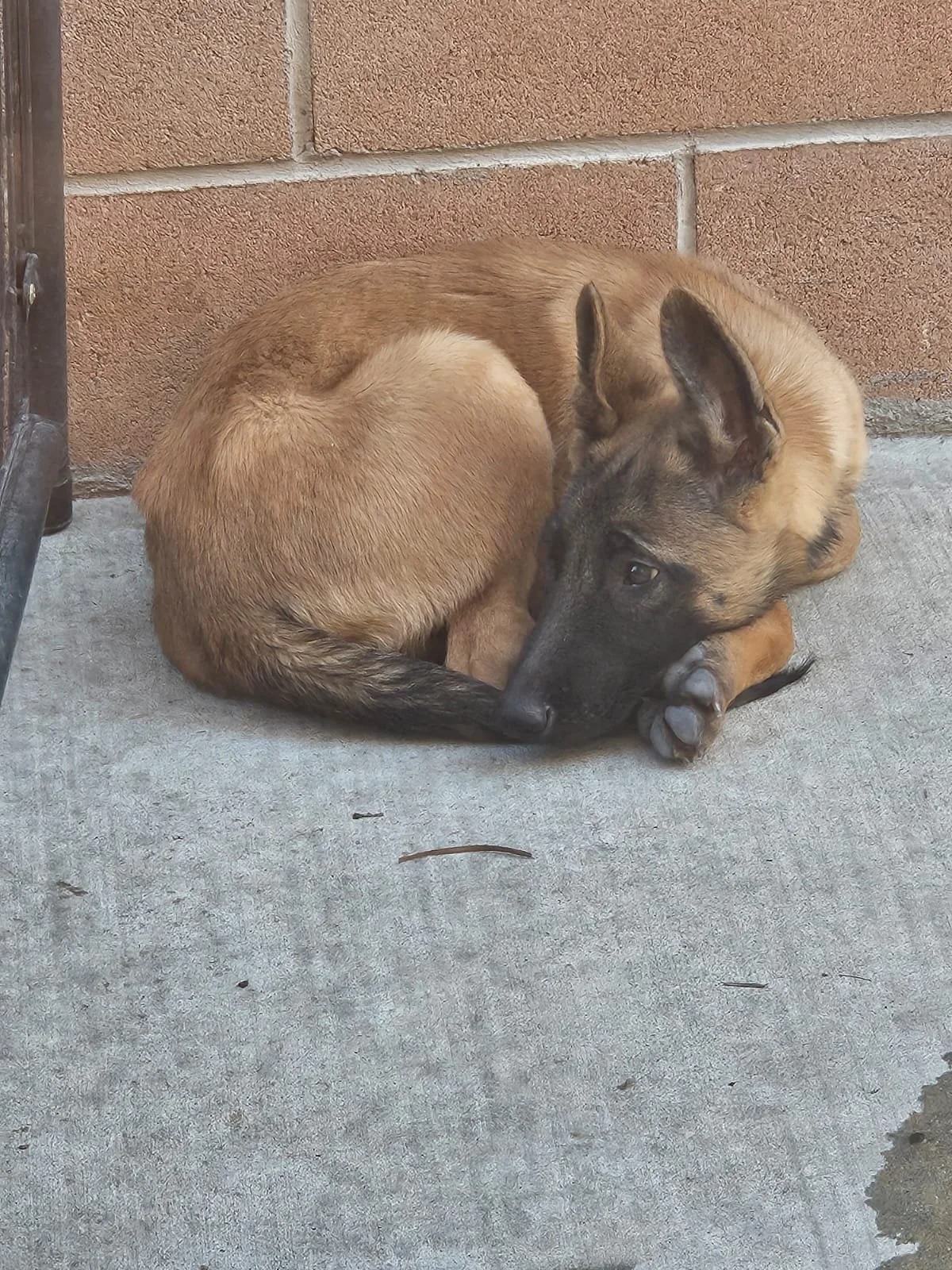 2 week puppy board and train