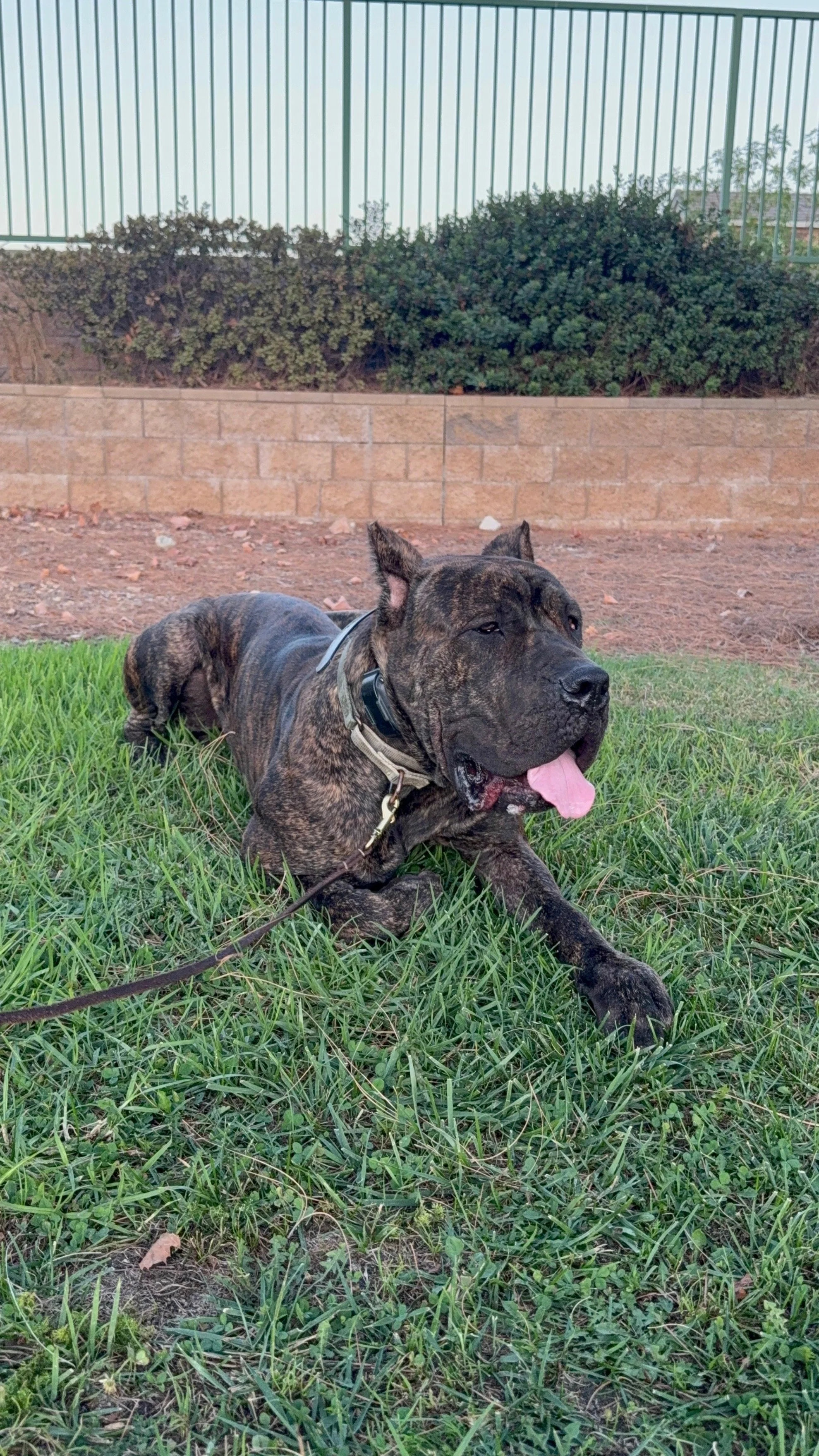 A brindle-colored dog lying on green grass with its tongue out, in front of a brick wall and a metal fence, during daytime.