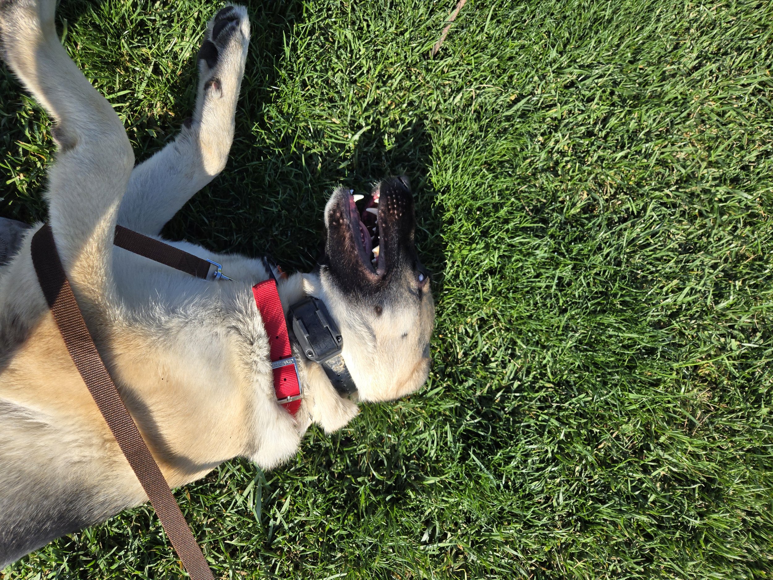 A Siberian Husky lying on green grass with its mouth open, showing its teeth, and its legs stretched out. The dog is wearing a brown collar and a red harness.