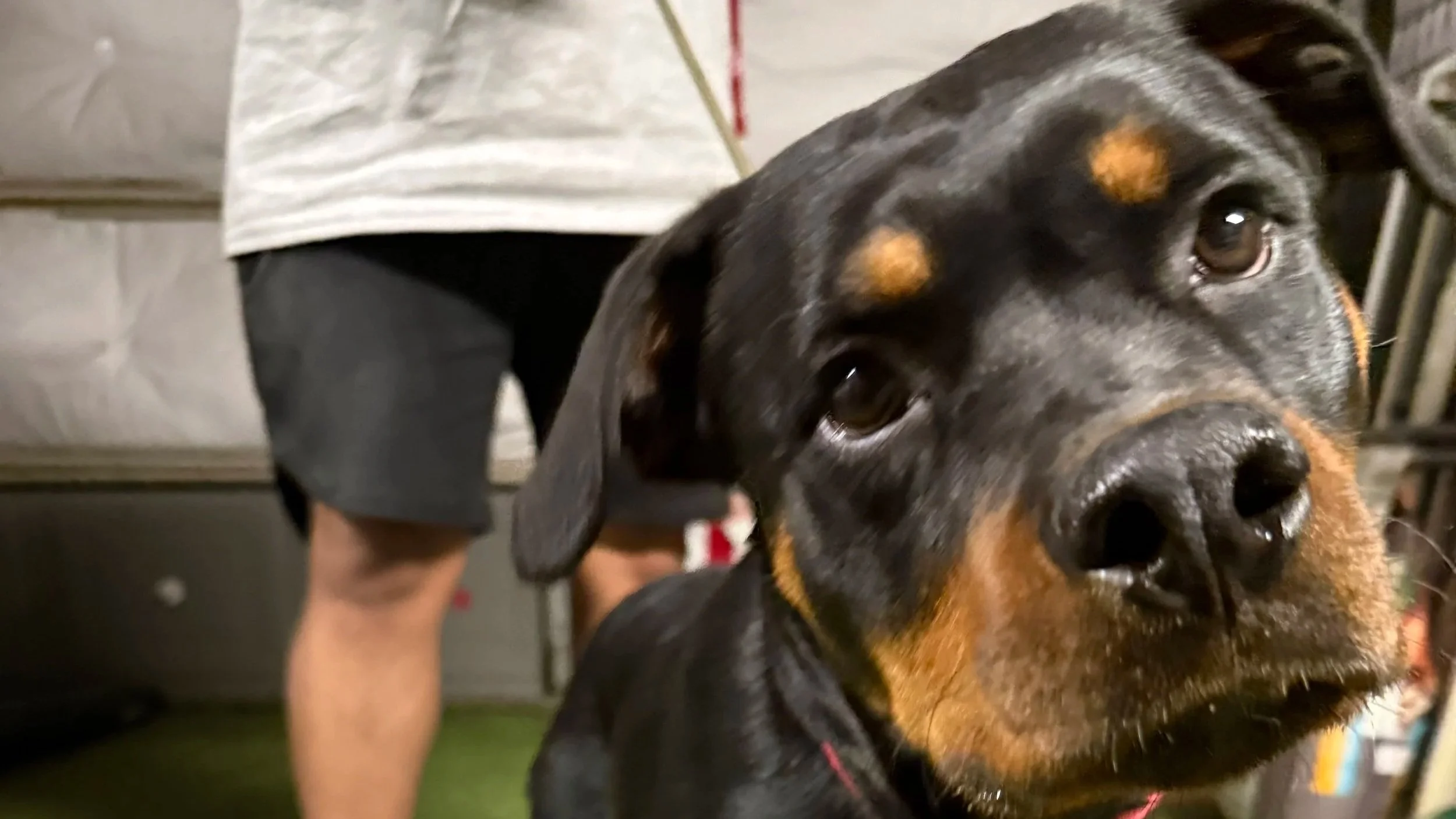 Close-up of a Rottweiler dog with a black and tan coat, looking at the camera, held by a person wearing a white shirt and black shorts.