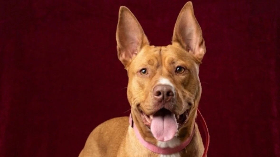 A happy brown dog with one eye and a pink collar, looking at the camera with a red background.