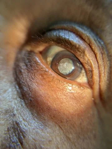 Close-up of an animal's eye with a cataract.