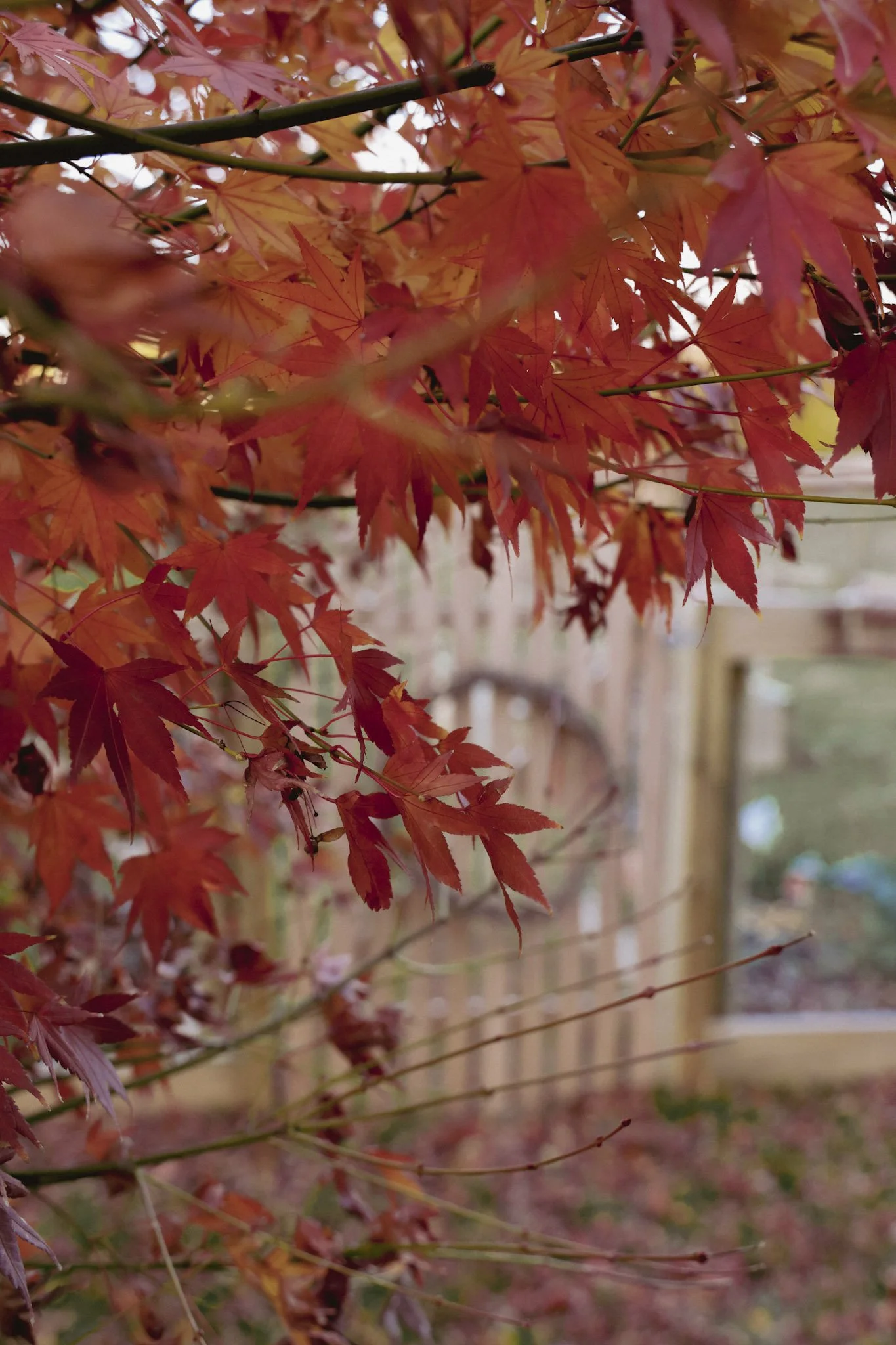 Where the Leaves Remember: Autumn Honour