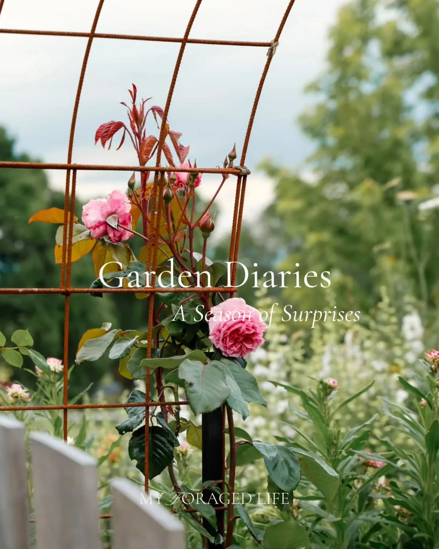 Spring surprised me at every turn ~ wild winds, chilly temps, bright colour, soft blooms, and lessons I didn&rsquo;t know I needed. As we move into summer, I&rsquo;m carrying it all with me. Thank you for being here. 🌸🤍🌿