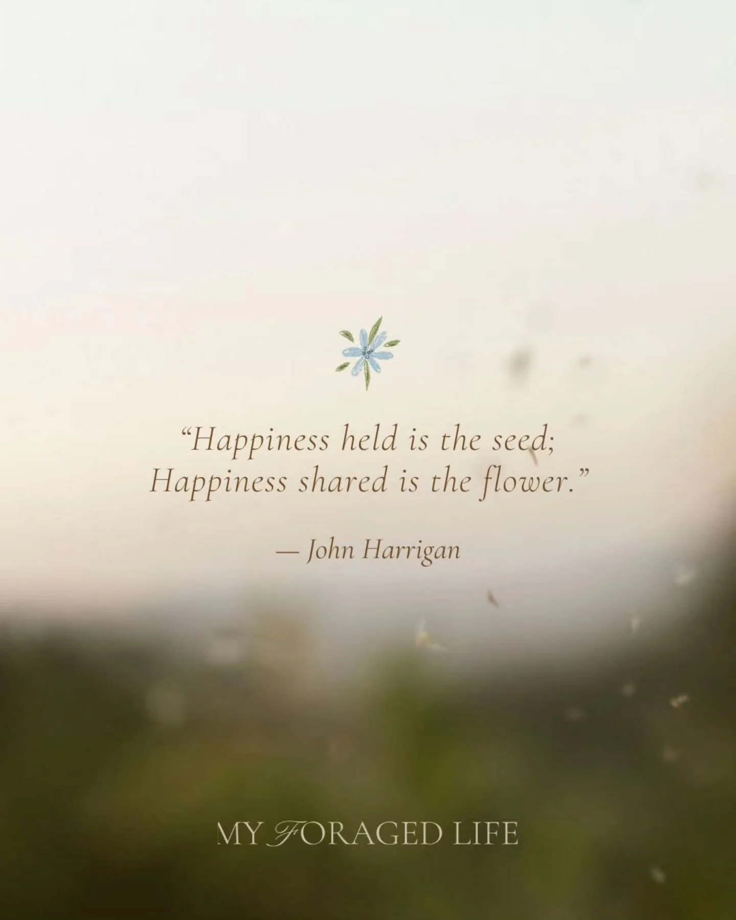 Excited to share these little joys once more, grown slowly and with care. 🌿🤍🌾