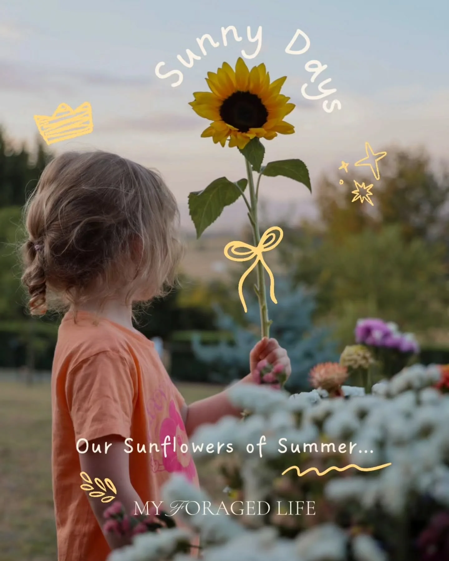 Our Sunflowers of Summer&hellip; 🌻✨️🧡

This past summer I grew many varieties of sunflowers in the garden, including some beautiful heirloom types from @thediggersclub, as well as those classic golden faces we all know and love. Some stretched almo