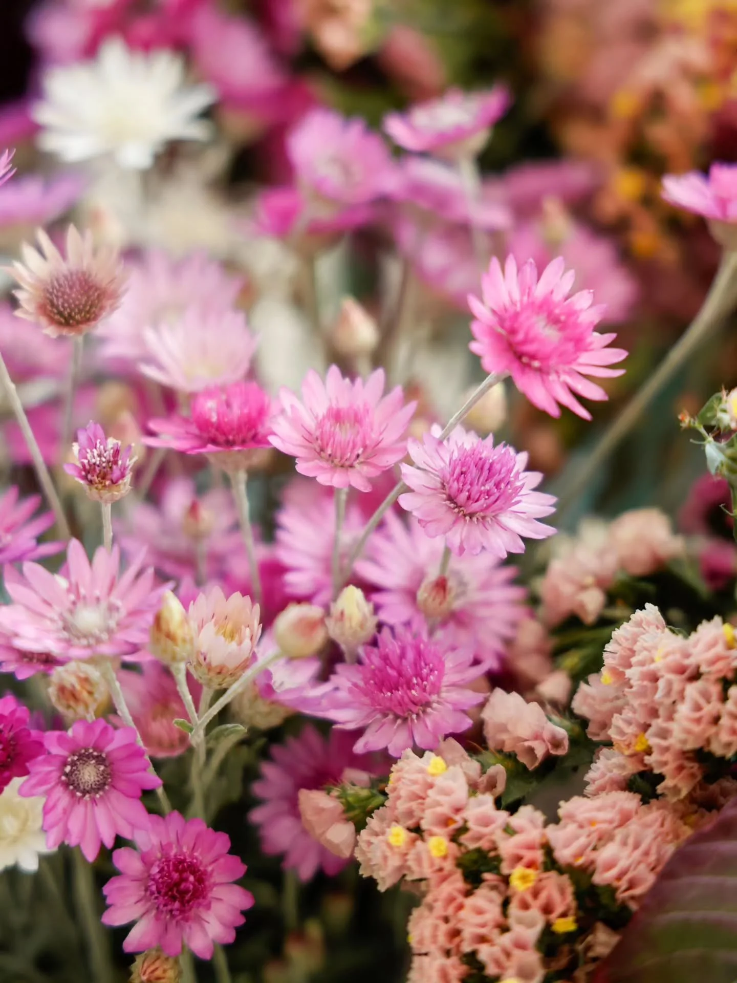 How does my garden grow? Slowly, softly.... in the early days of March, with warm tones lingering and the last of my xeranthemum daisy marking the gentle turn to autumn. 💜🍂✨️