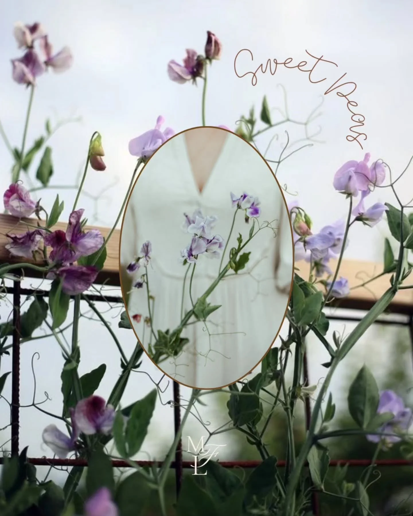 Delicate, fragrant, and whimsy&hellip; sweet peas are where fairies rest. 💜🧚

Today I planted my sweet pea seeds ~ tiny beginnings of magic that will soon bloom and fill the garden with colour and scent.

Have you planted your sweet peas yet?