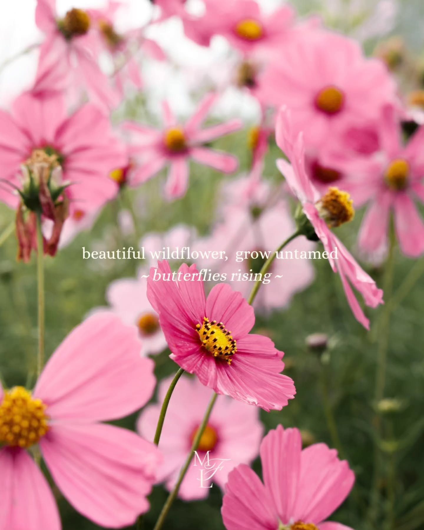 beautiful wildflower, grow untamed 🌸🤍🦋
~ butterflies rising