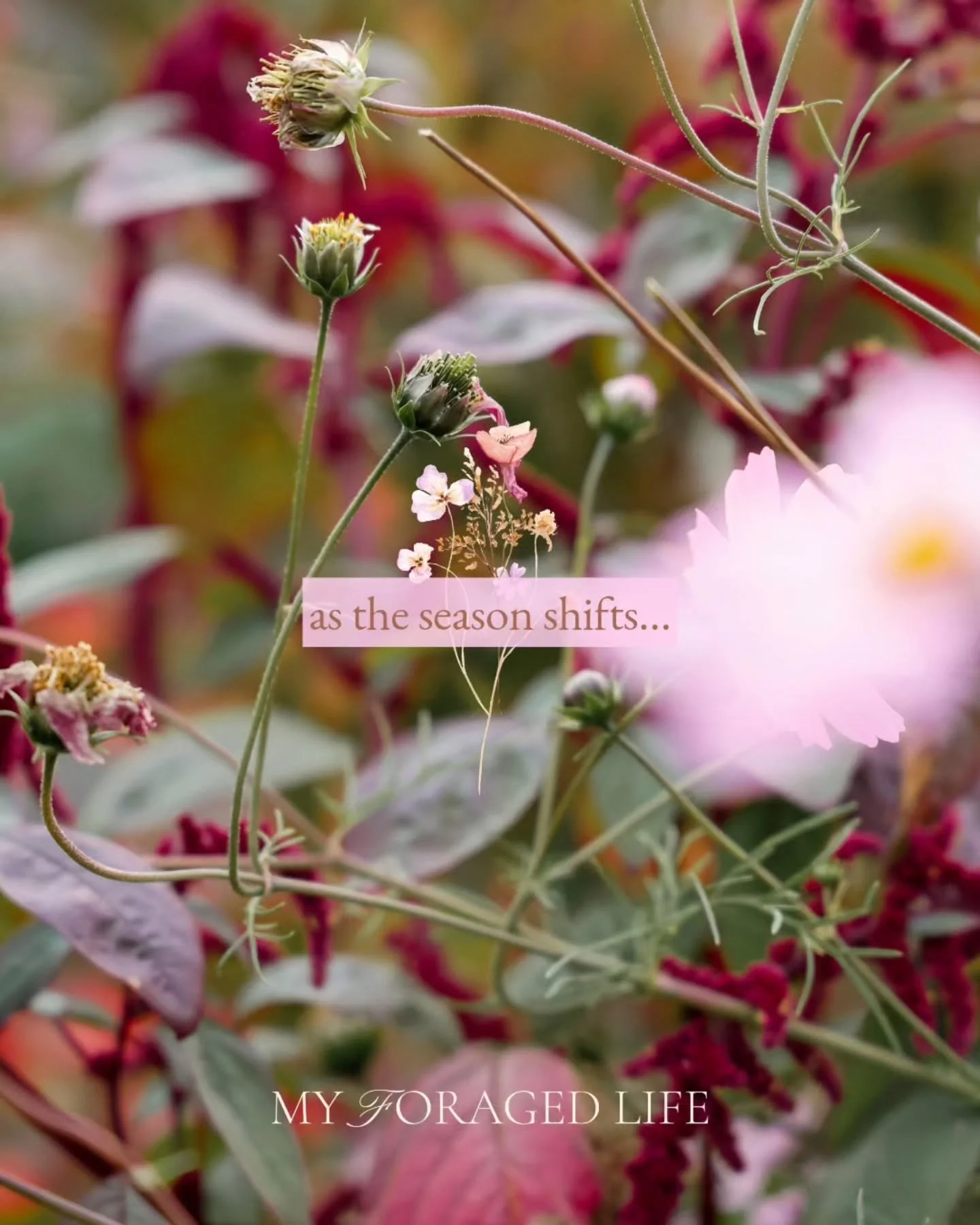 there is still so much to gather&hellip; 🌸

The garden is beginning to turn, and even in the fading, there is beauty to keep. Saving cosmos seeds, carefully collected and kept for the season to come ~

&hellip;and a few amaranthus seeds tucked away 