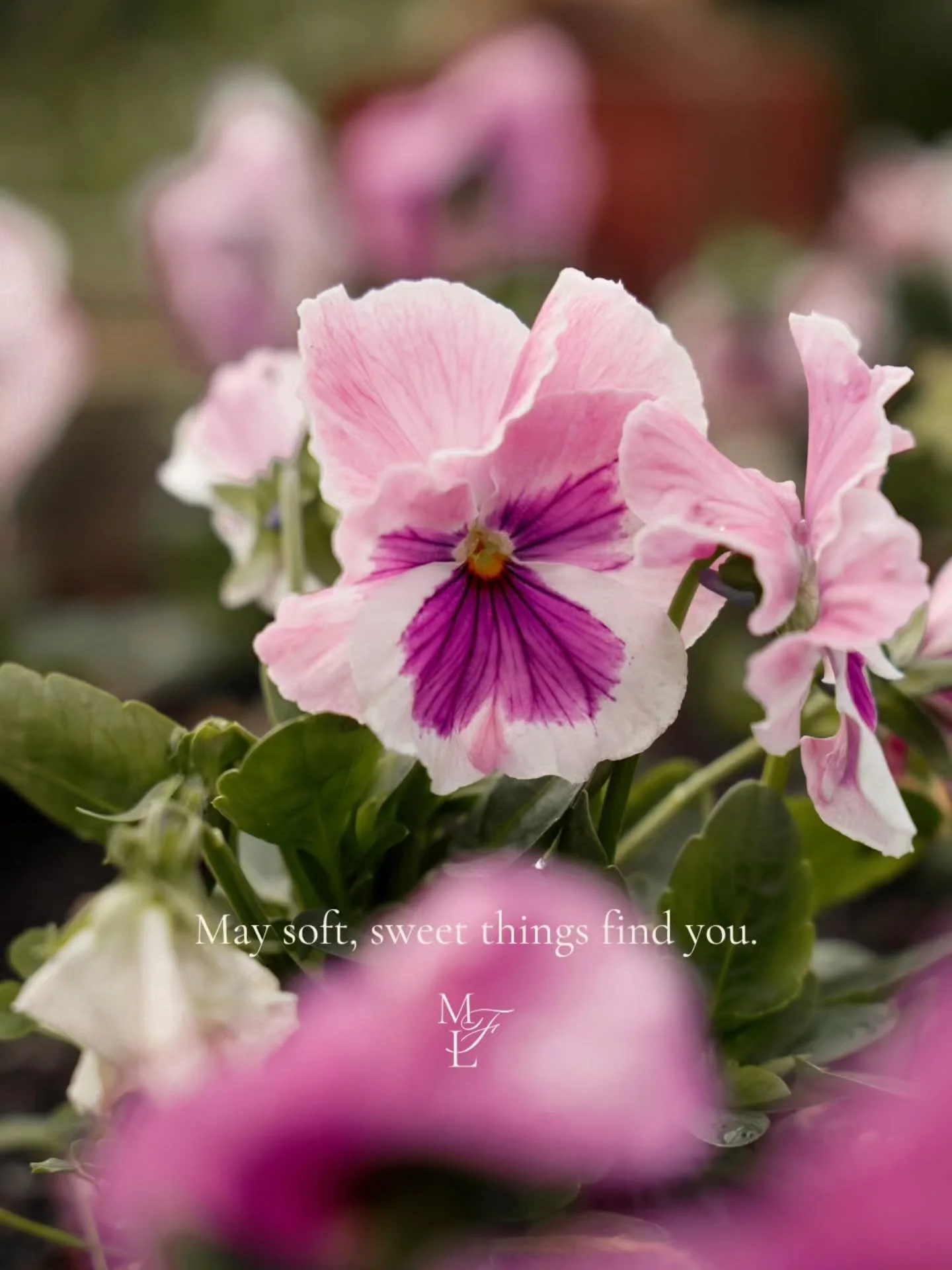 Little pansy darlings doing their pretty thing in our garden ~ soon to be pressed between pages and kept close 🩷💜🤍