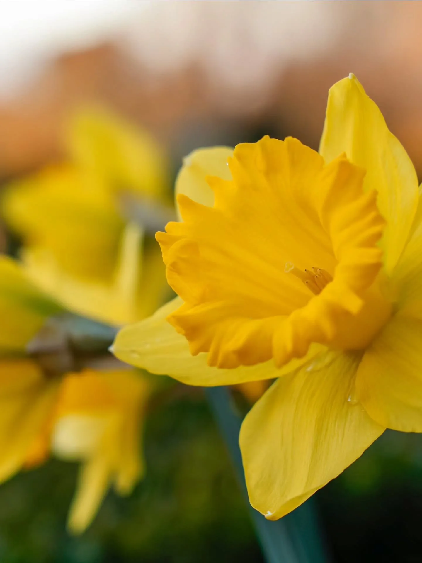 I've been a little quiet over here lately! Winter always feels like a season to slow down, spend more time at home, and let both myself and the flower patch rest.

This morning, I wandered outside to find the daffodils blooming on the very first day 