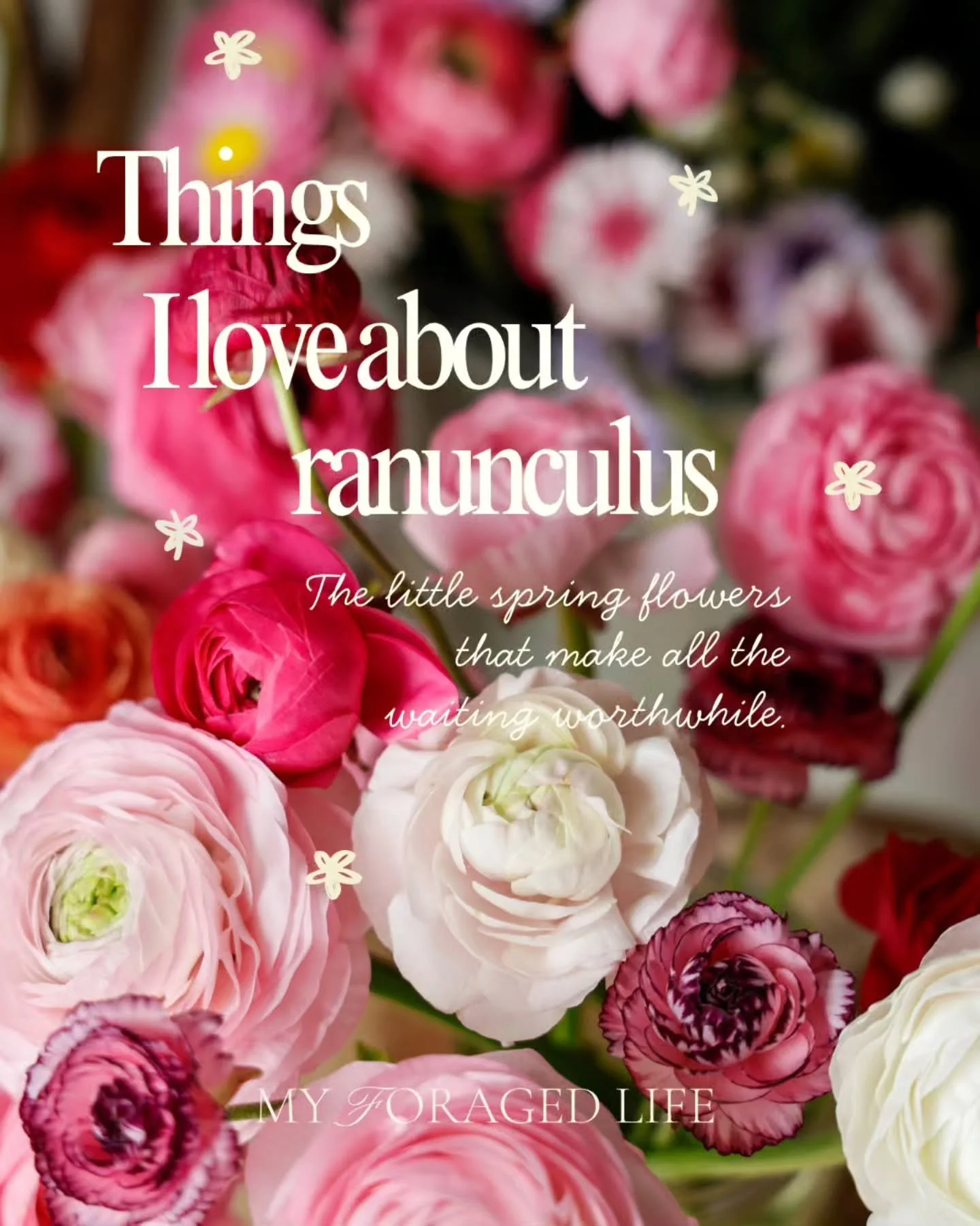 A little love letter to ranunculus 🩷

Months of waiting for those little corms to wake up, and now look at them go!

I love everything about growing them ~ the colours, the layers, the endless picking and the way no two blooms ever seem quite the sa