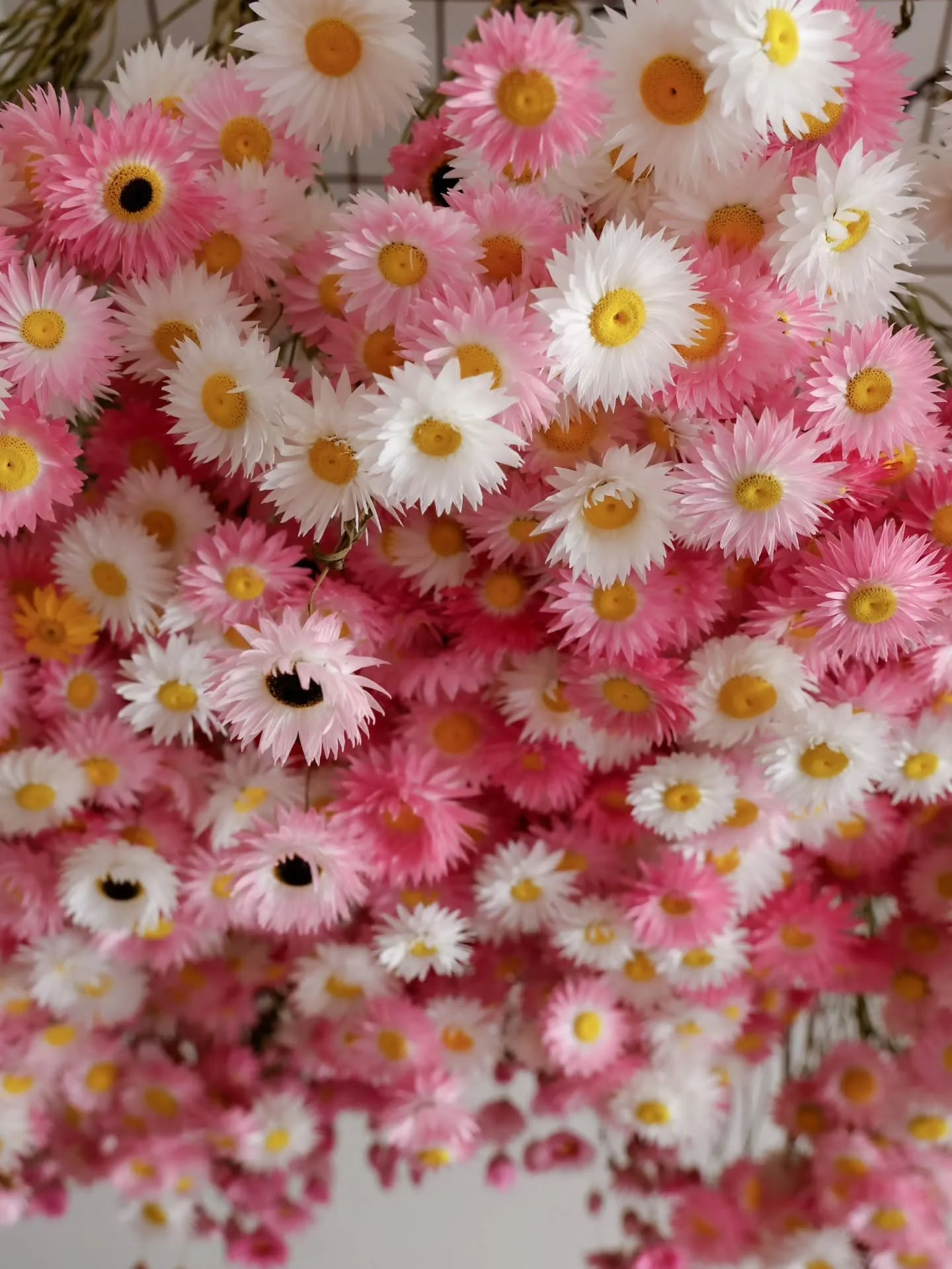 Very much looking forward to my studio ceiling being topped up with fresh rhodanthe daisies!

They&rsquo;re just weeks away from blooming&hellip; and I can&rsquo;t wait to see their little pink and white faces in the garden. 🌸🤍🌸