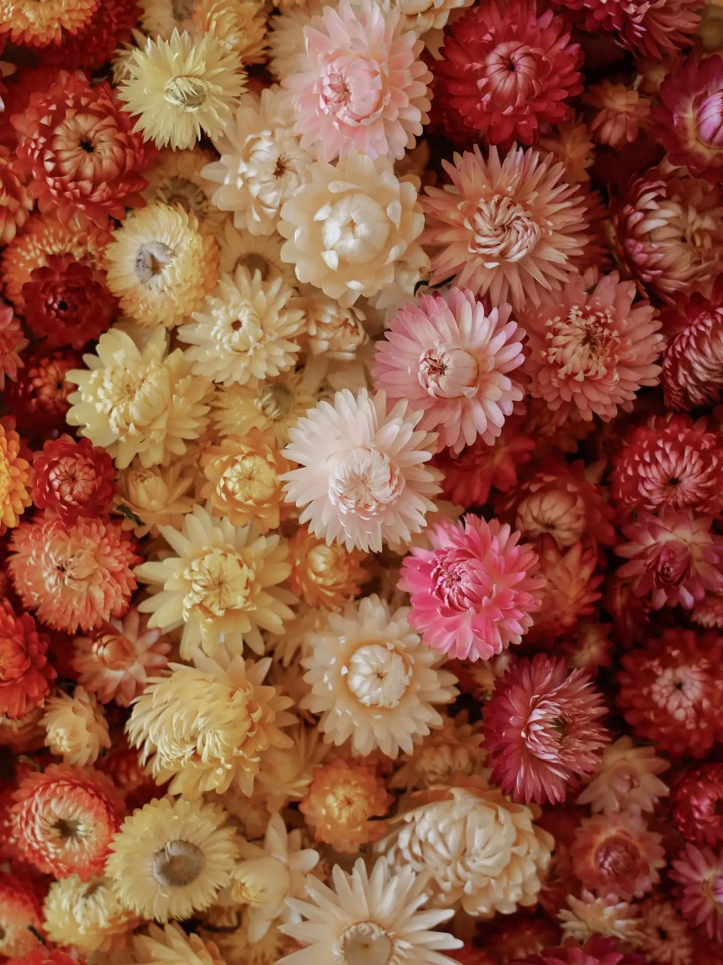The prettiest strawflower heads&hellip; 🌸

I love choosing each one for its colour and the way its petals sit. I harvest my strawflowers while their heads are still closed, then let them dry naturally. As they dry, the petals slowly open, settling i