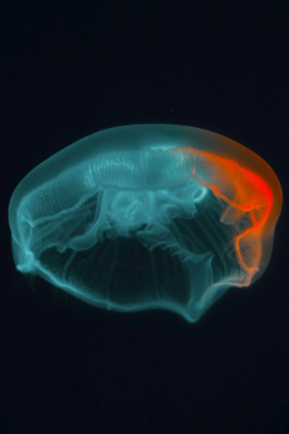 Why Am I Always on My Phone? What It Does to Your Brain