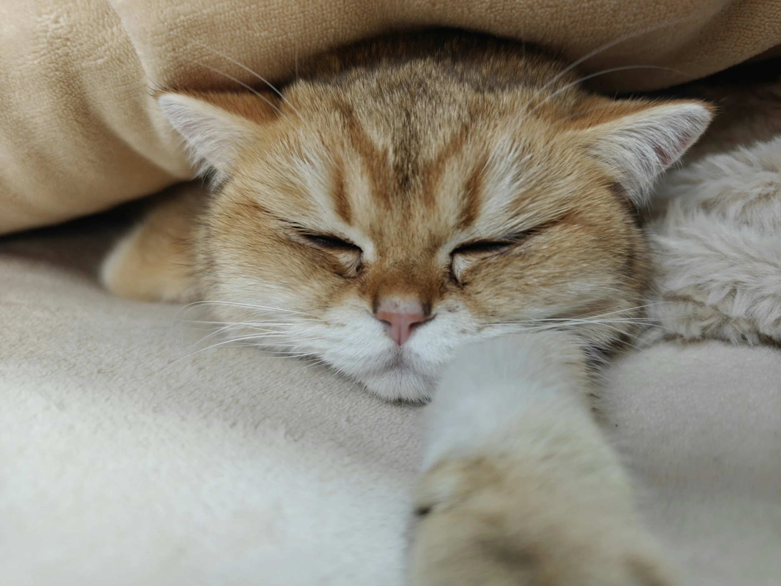 Screen Time Impairs Sleep According to National Sleep Foundation