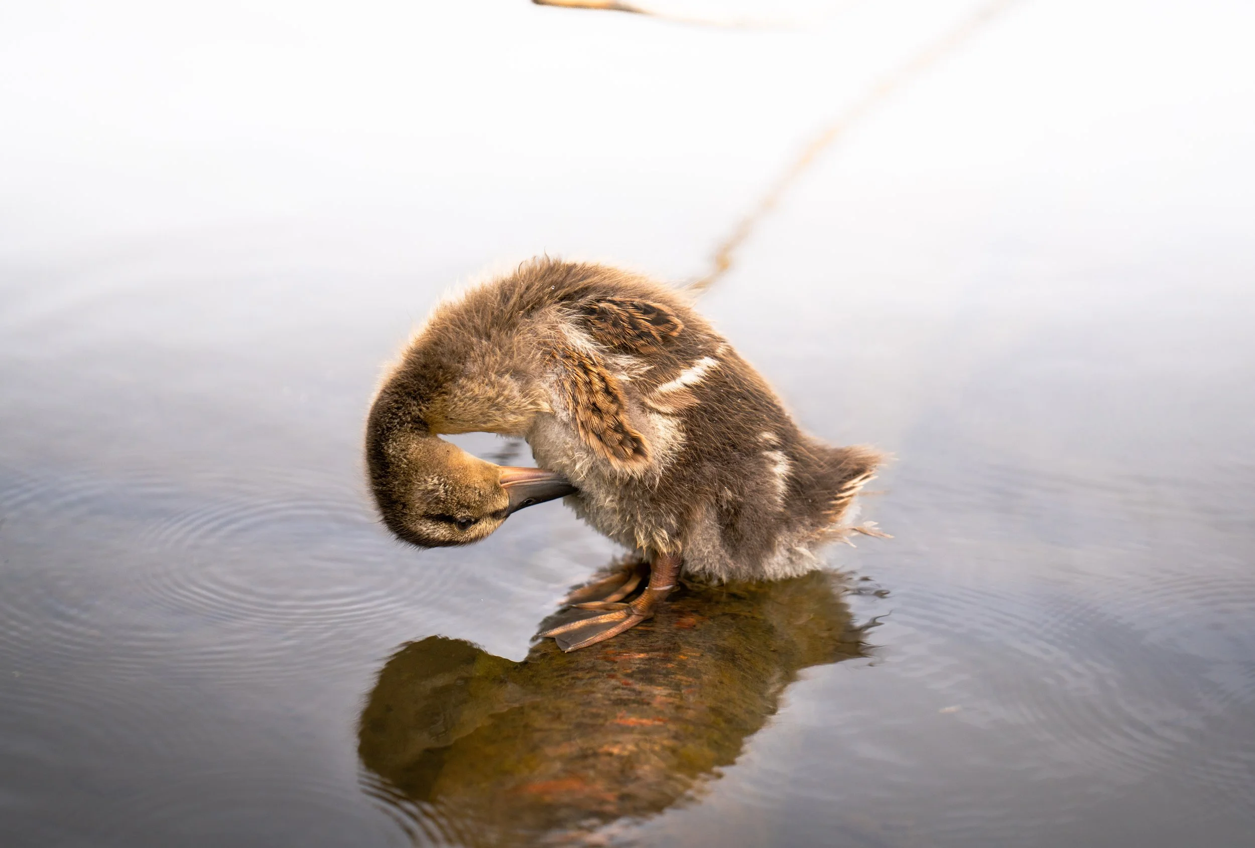 A duckling sitting on a log in calm water, bathed in soft light, with its head bent down as it preens itself.