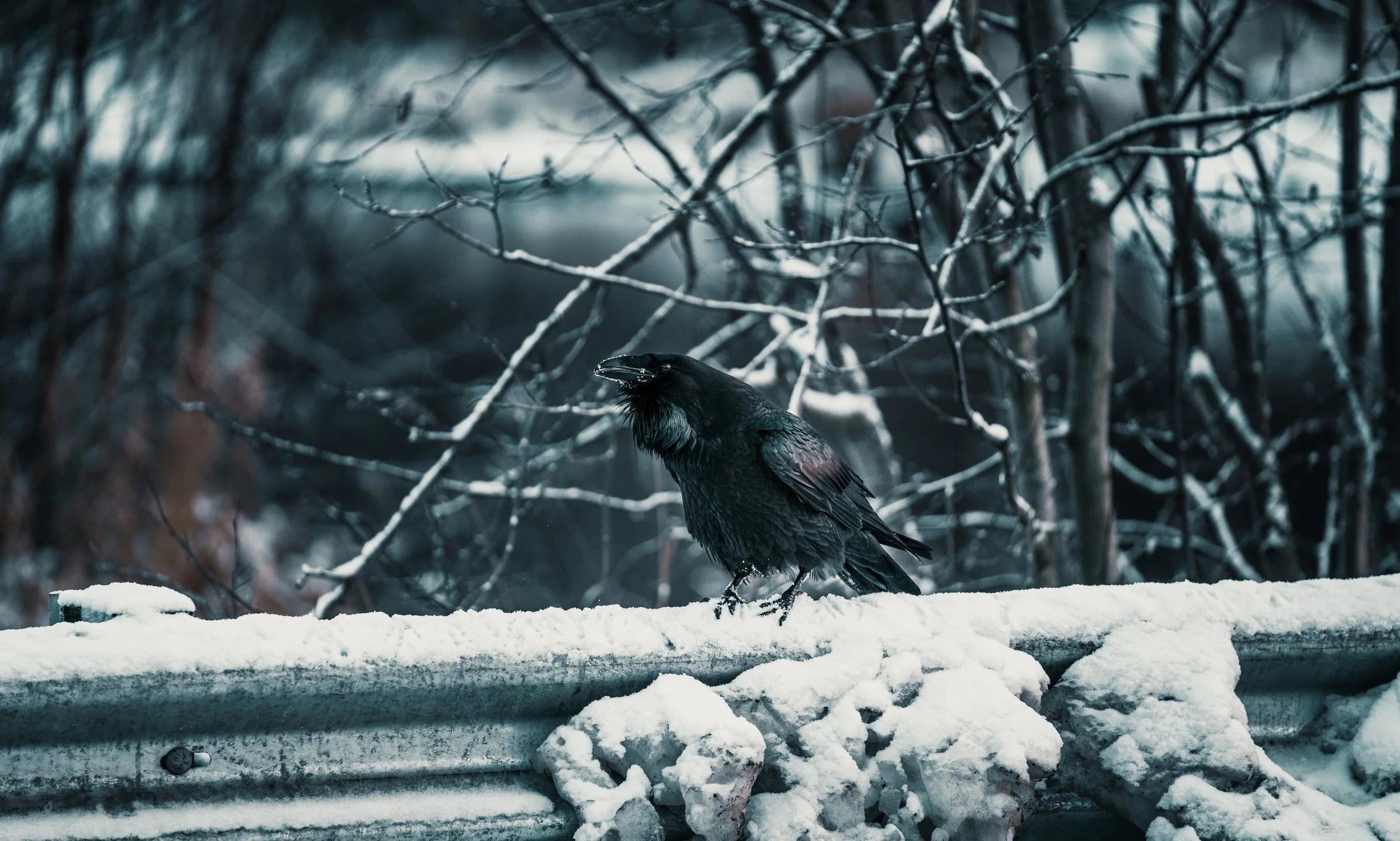 A black raven perched on snow-covered guardrail in a winter landscape with leafless trees and a blurred background.