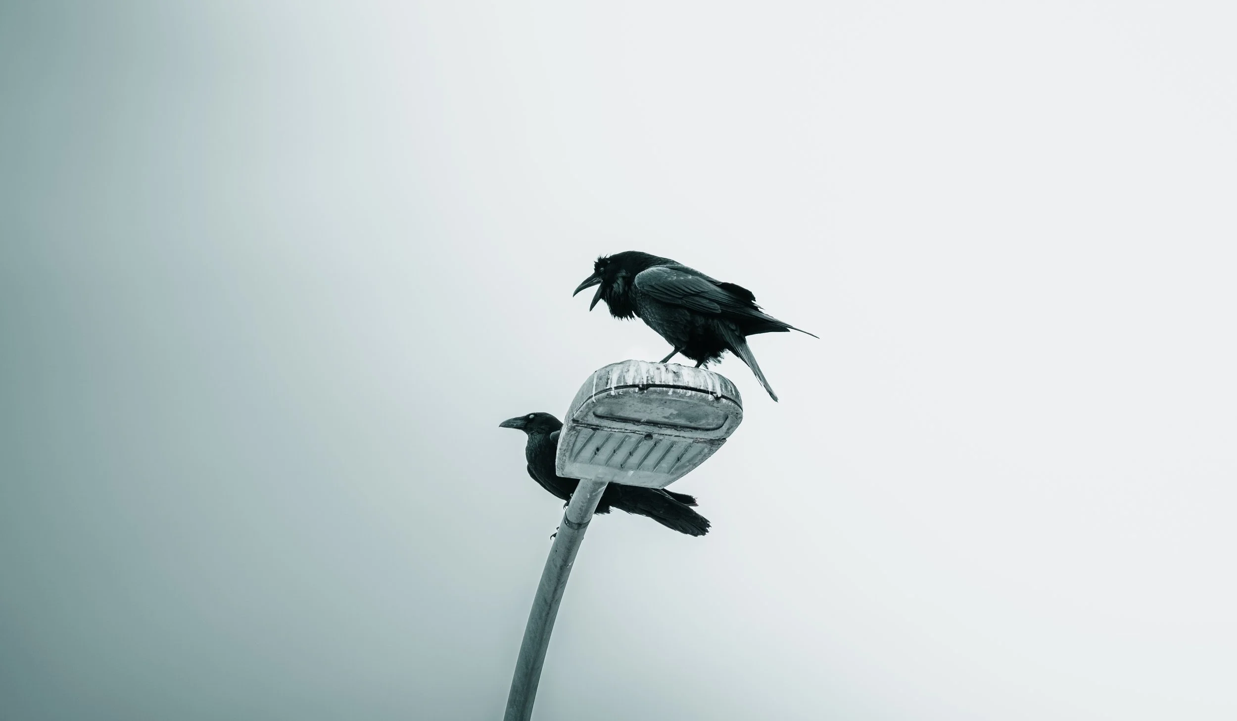 Two black crows perched on a streetlamp against a pale gray sky.