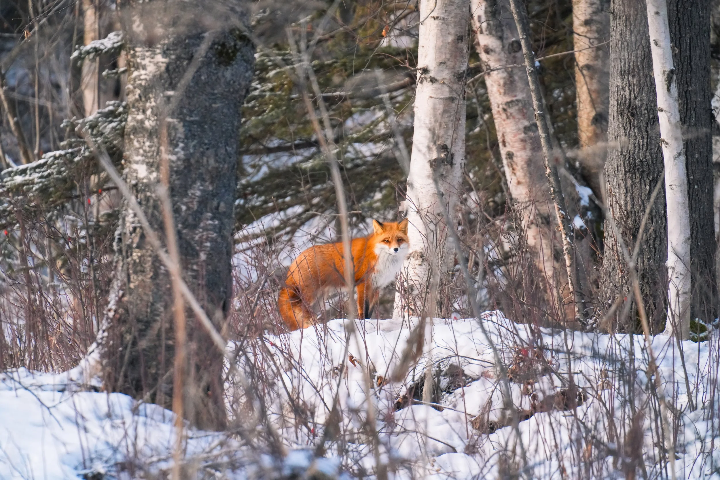 A fox standing in a snowy forest with trees and branches around during winter.