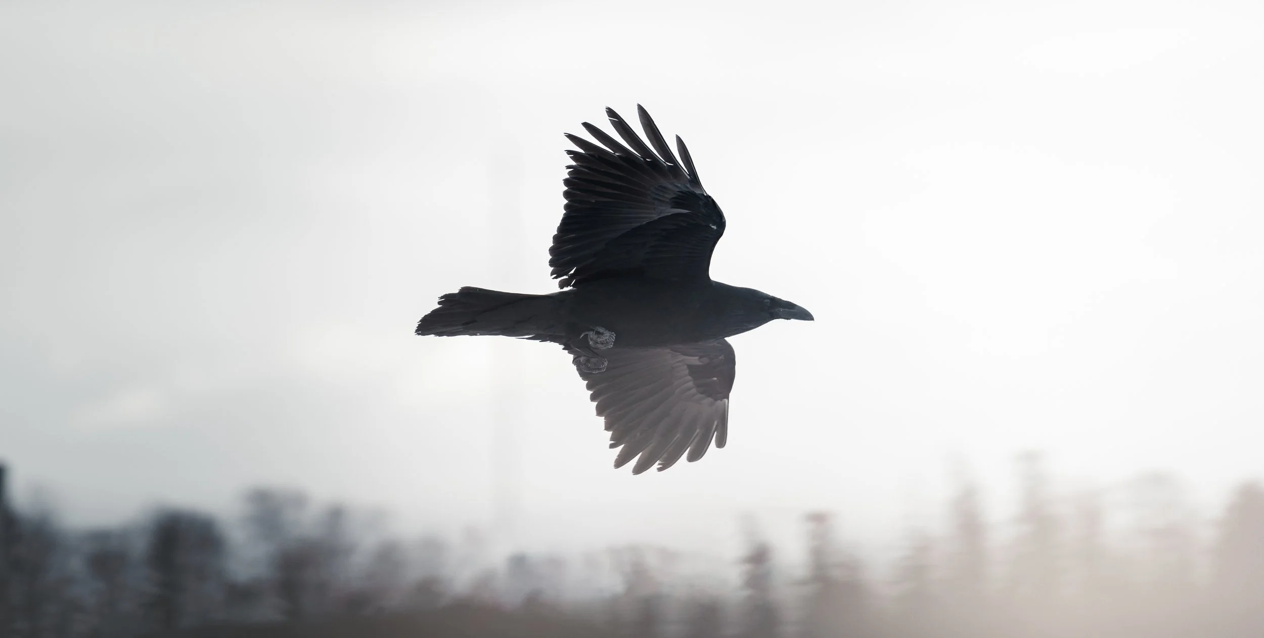 Black bird flying against a cloudy sky with blurred landscape in the background.