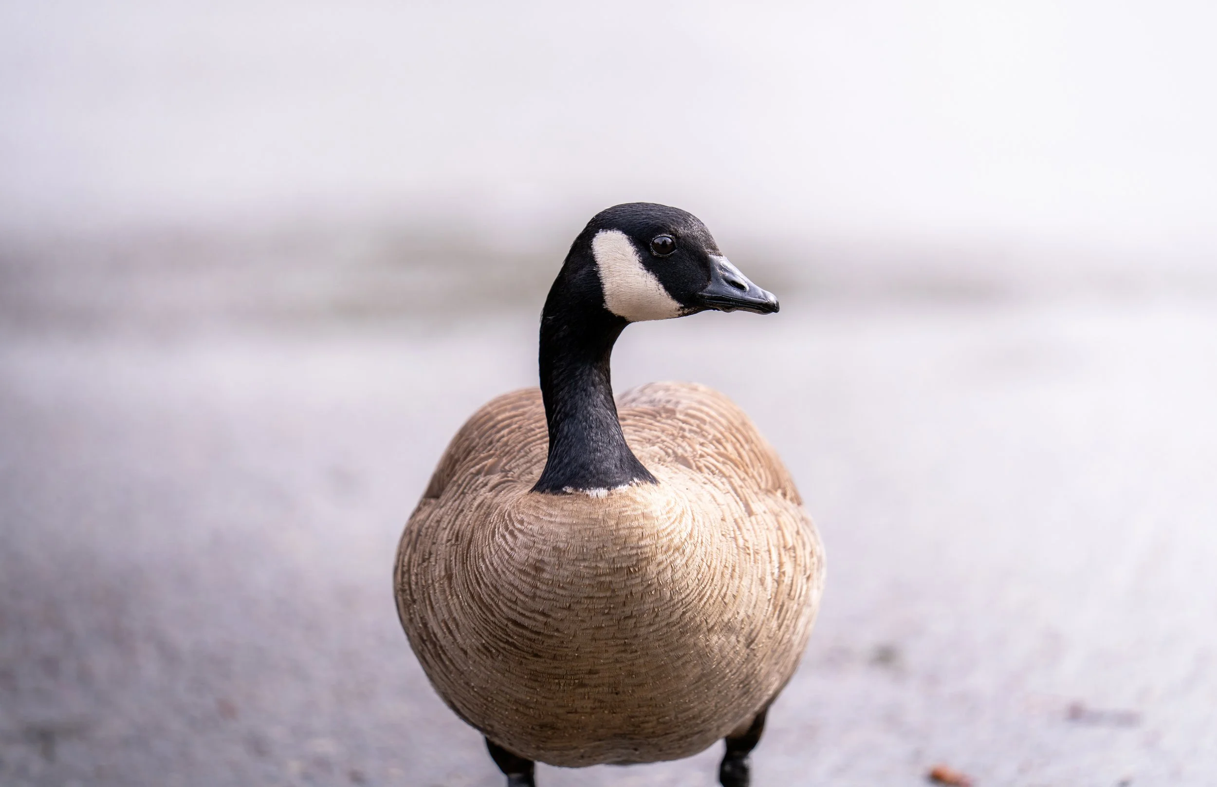 A bird with the body of a wood duck and the head of a Canada goose, sitting on the ground.