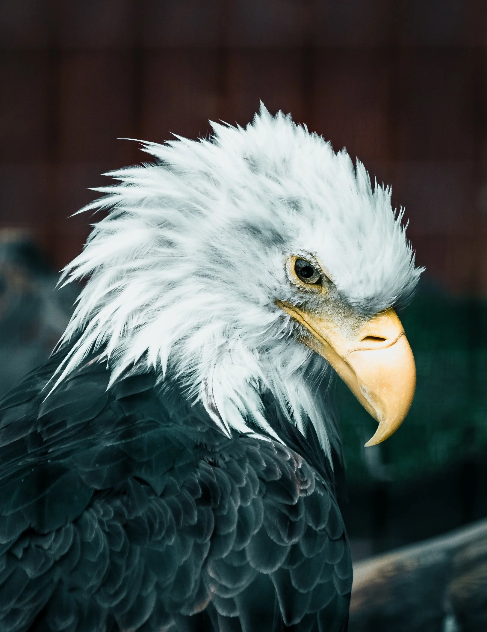 Close-up of a bald eagle with a white head, yellow beak, and dark feathers, looking downward.