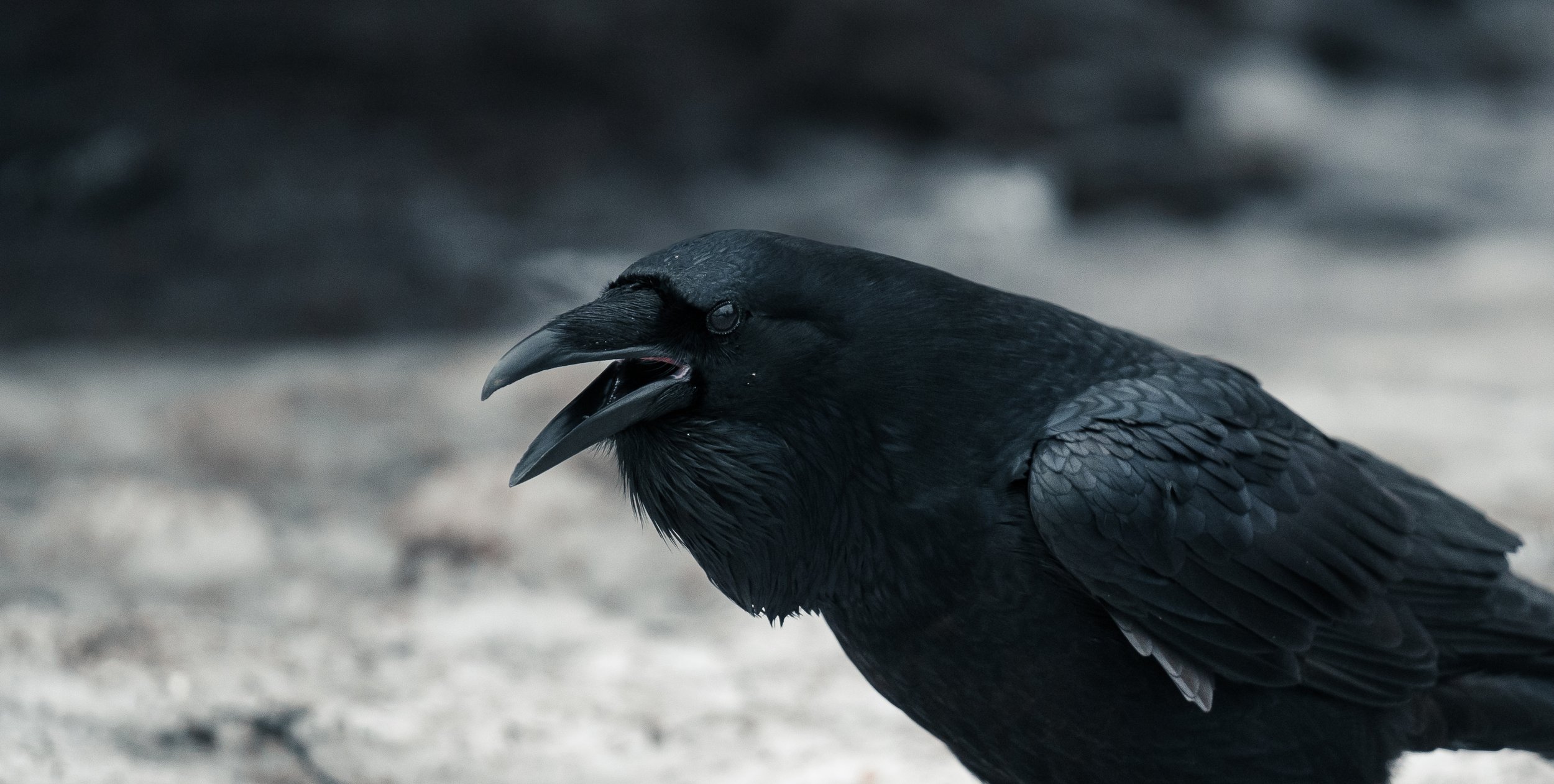 Close-up of a black raven with its beak open, outdoors on a rocky surface.