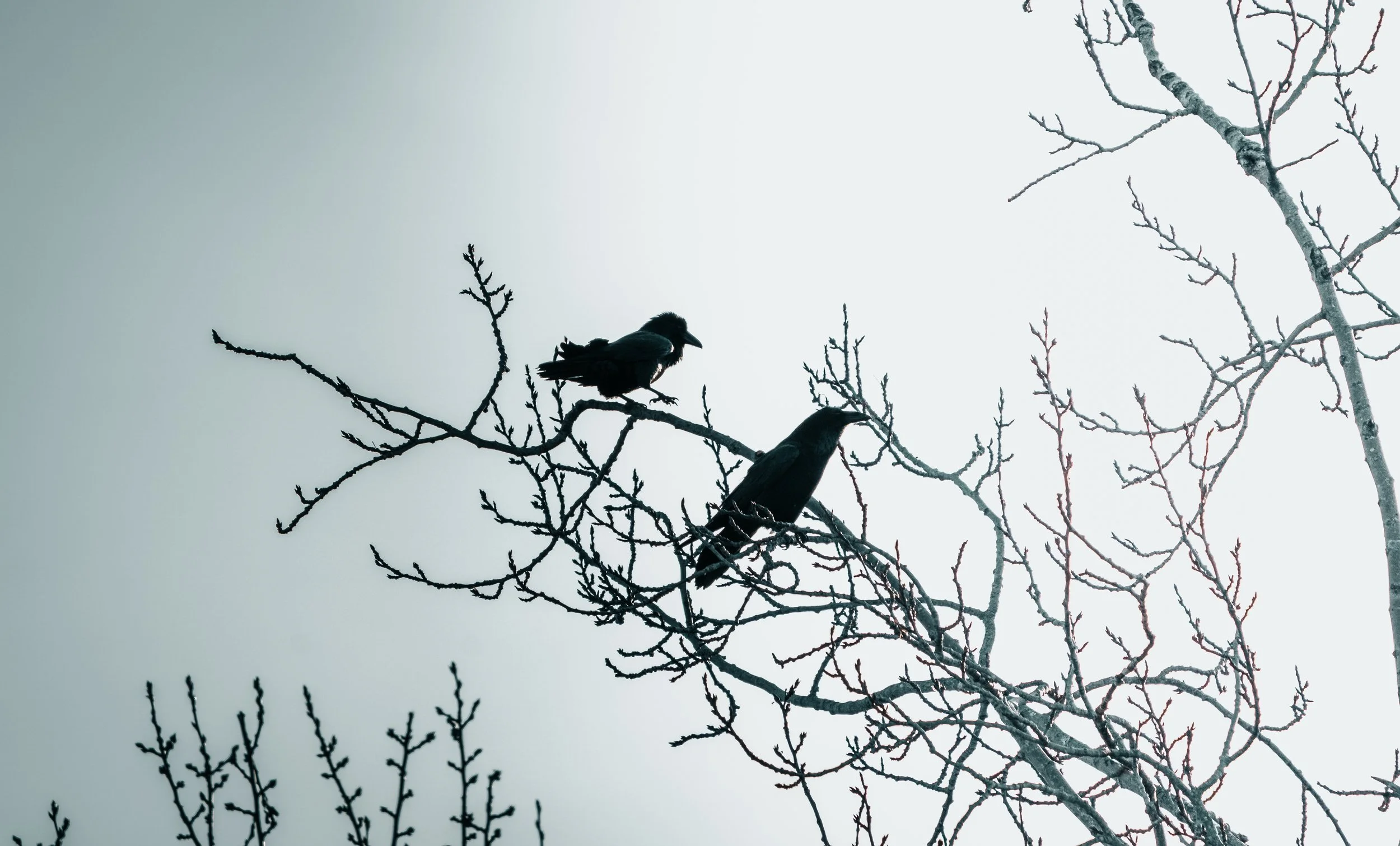 Two black crows perched on the leafless branches of a tree against a pale sky.