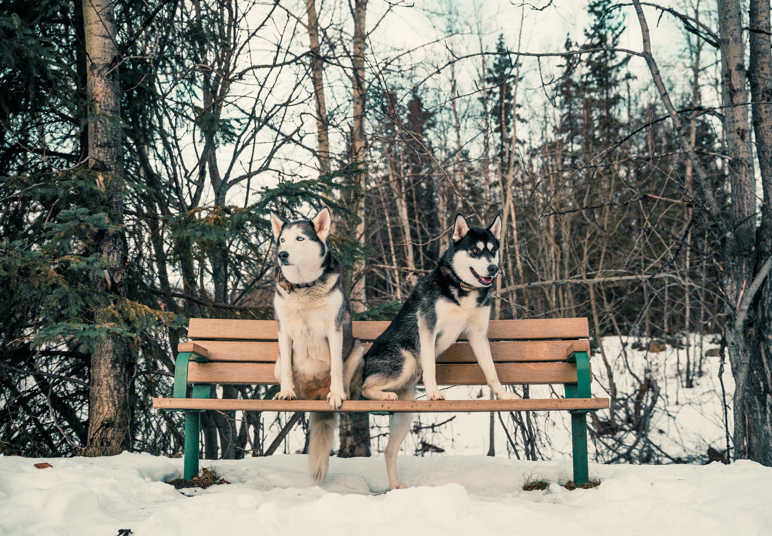 Two Siberian Huskies sitting on a bench in a snowy forest setting.