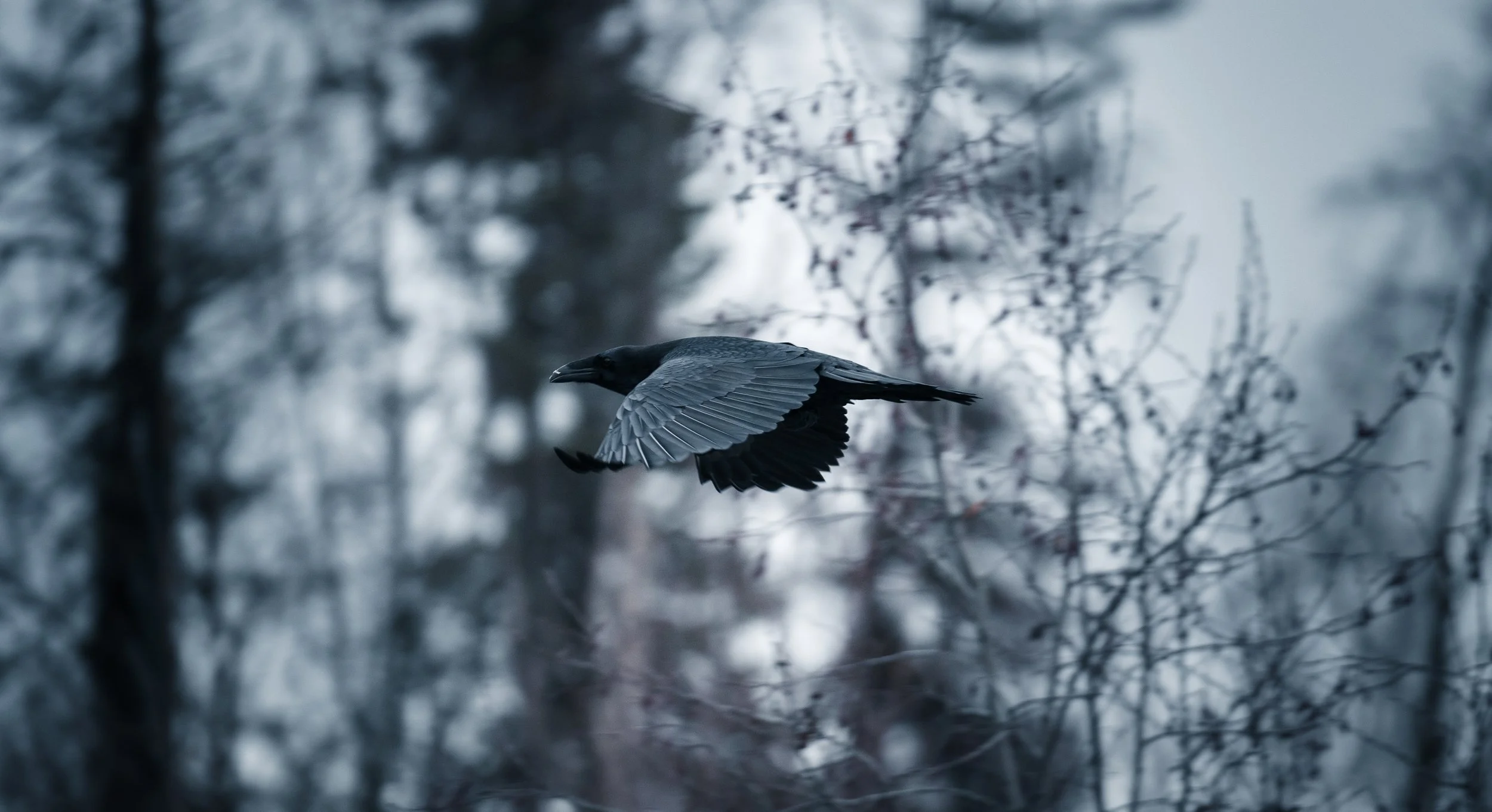 A dark-colored crow flying through a wintery forest with bare trees and snow in the background.