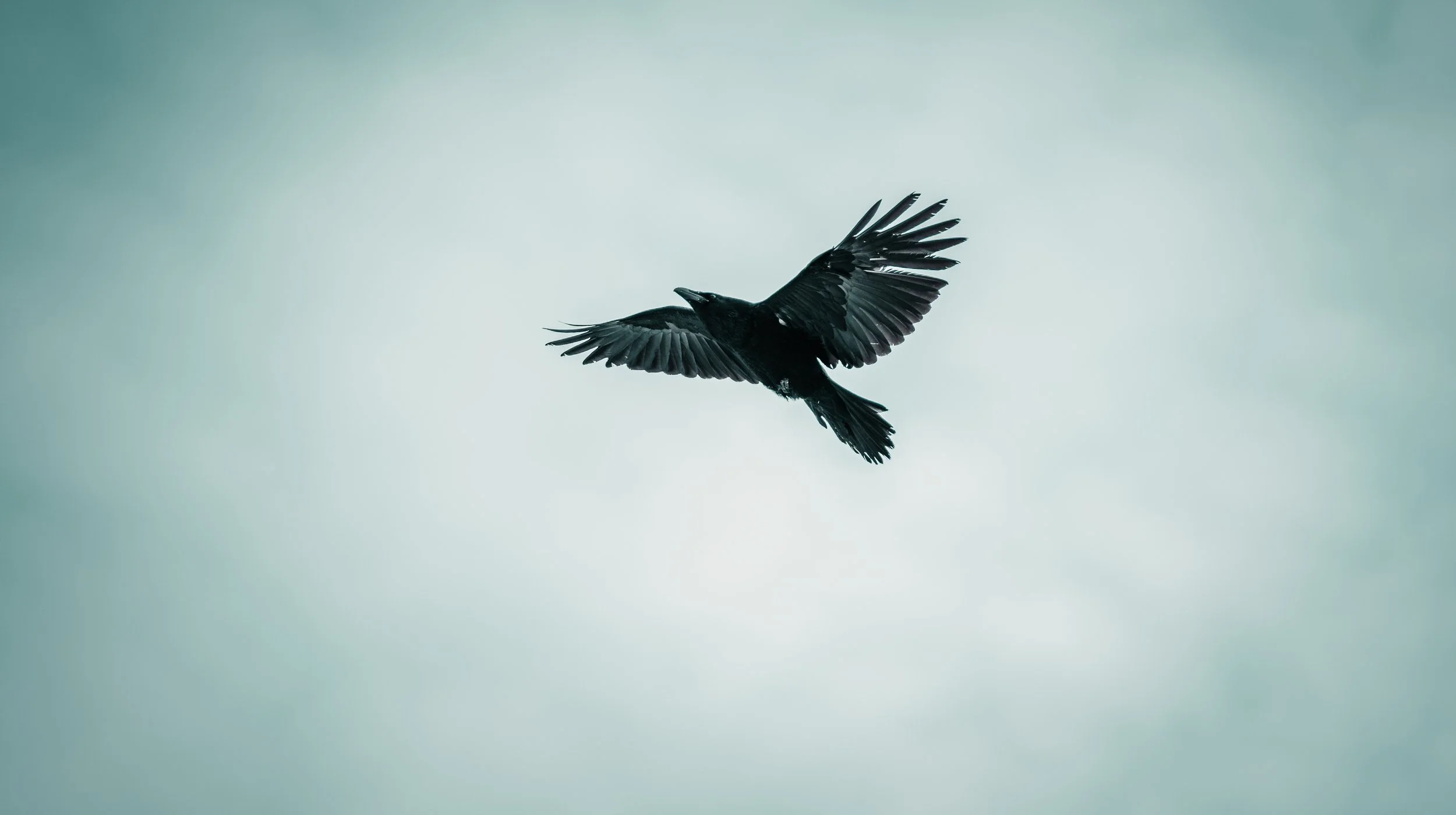 A black bird flying against a cloudy sky