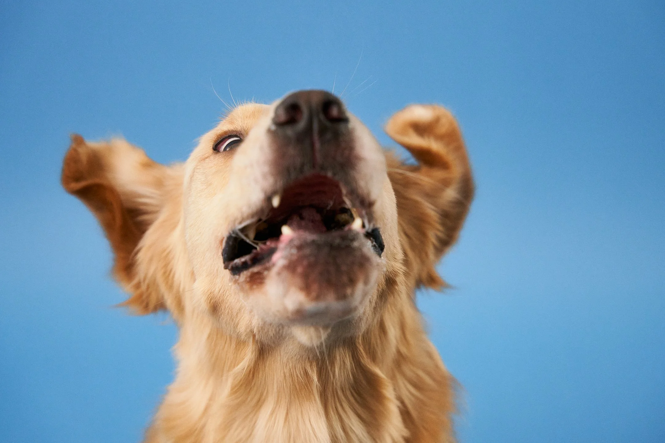 Apr30-WaggingBum-Final-Web-0006.jpg