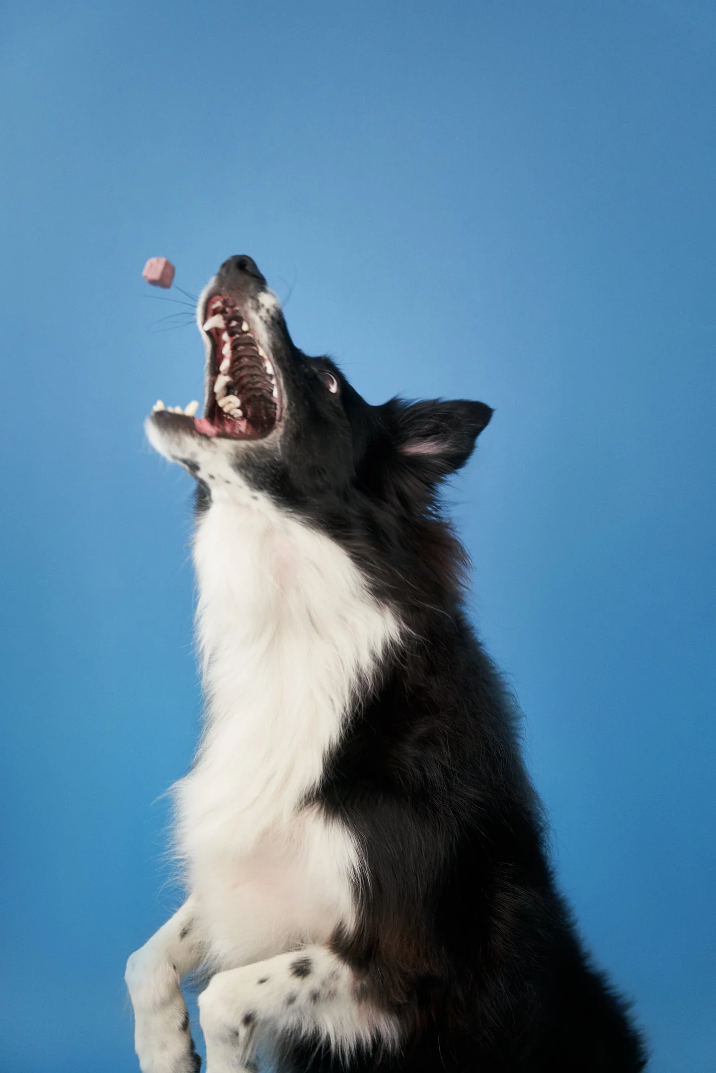 Apr30-WaggingBum-Final-Web-0002.jpg