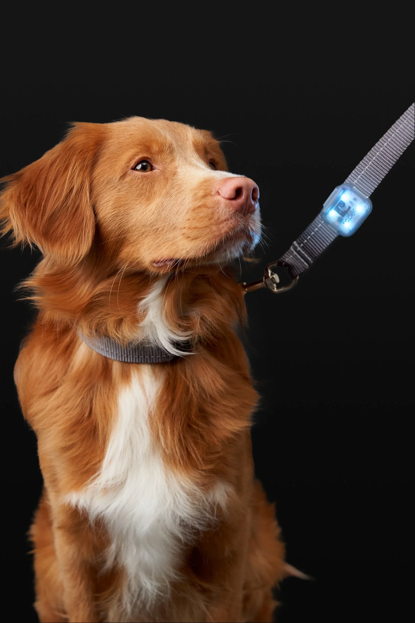 June29-RCPets-Pets-Final-Web-0031.jpg