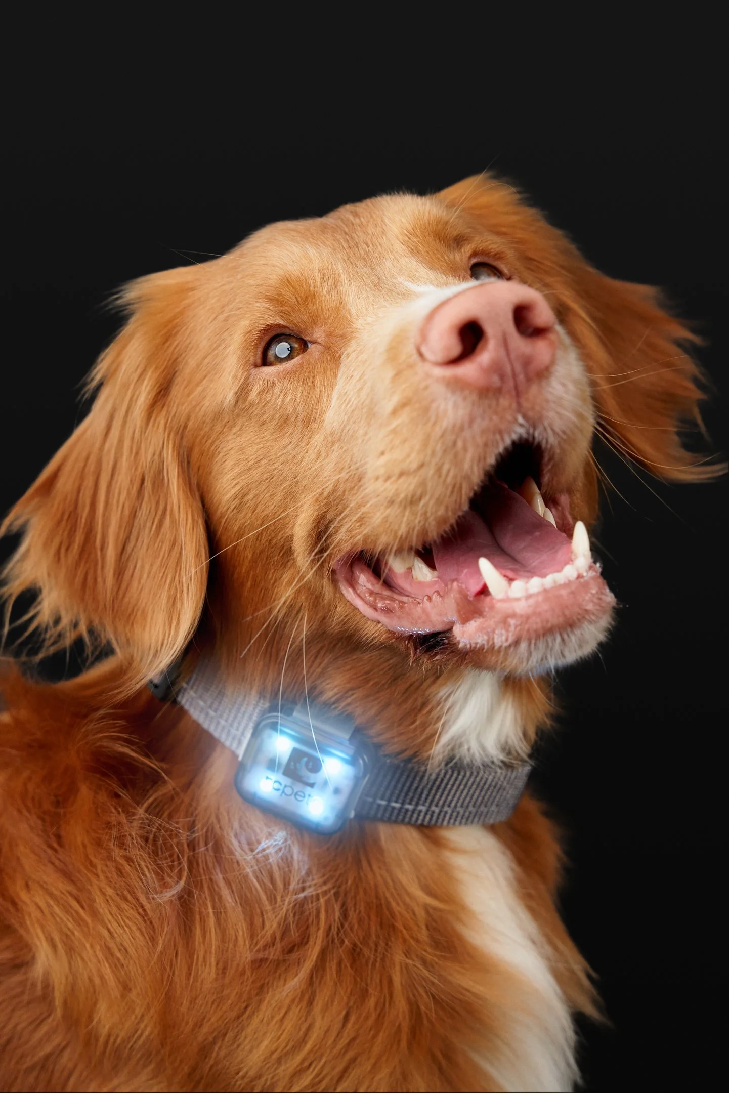 June29-RCPets-Pets-Final-Web-0029.jpg