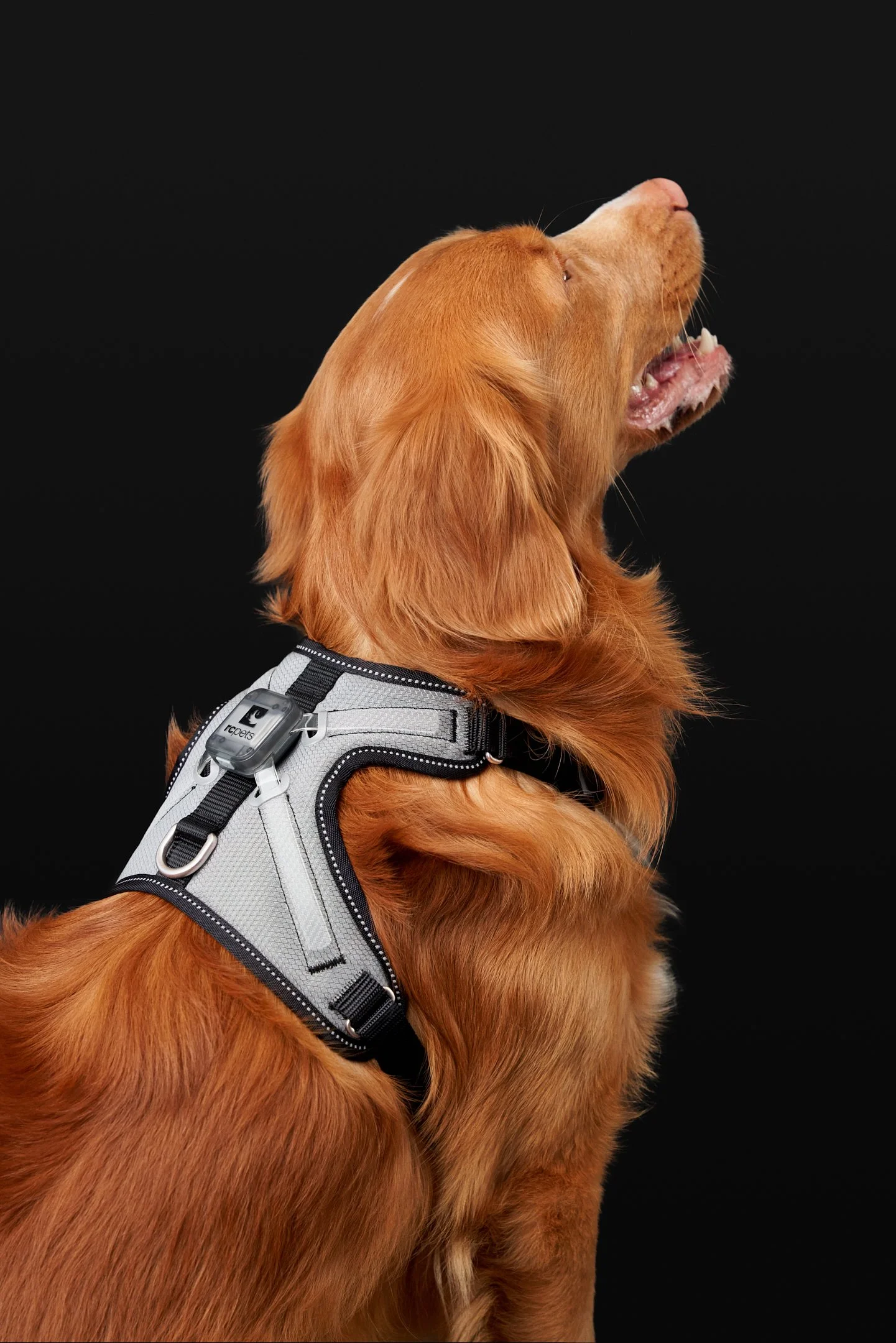 June29-RCPets-Pets-Final-Web-0024.jpg