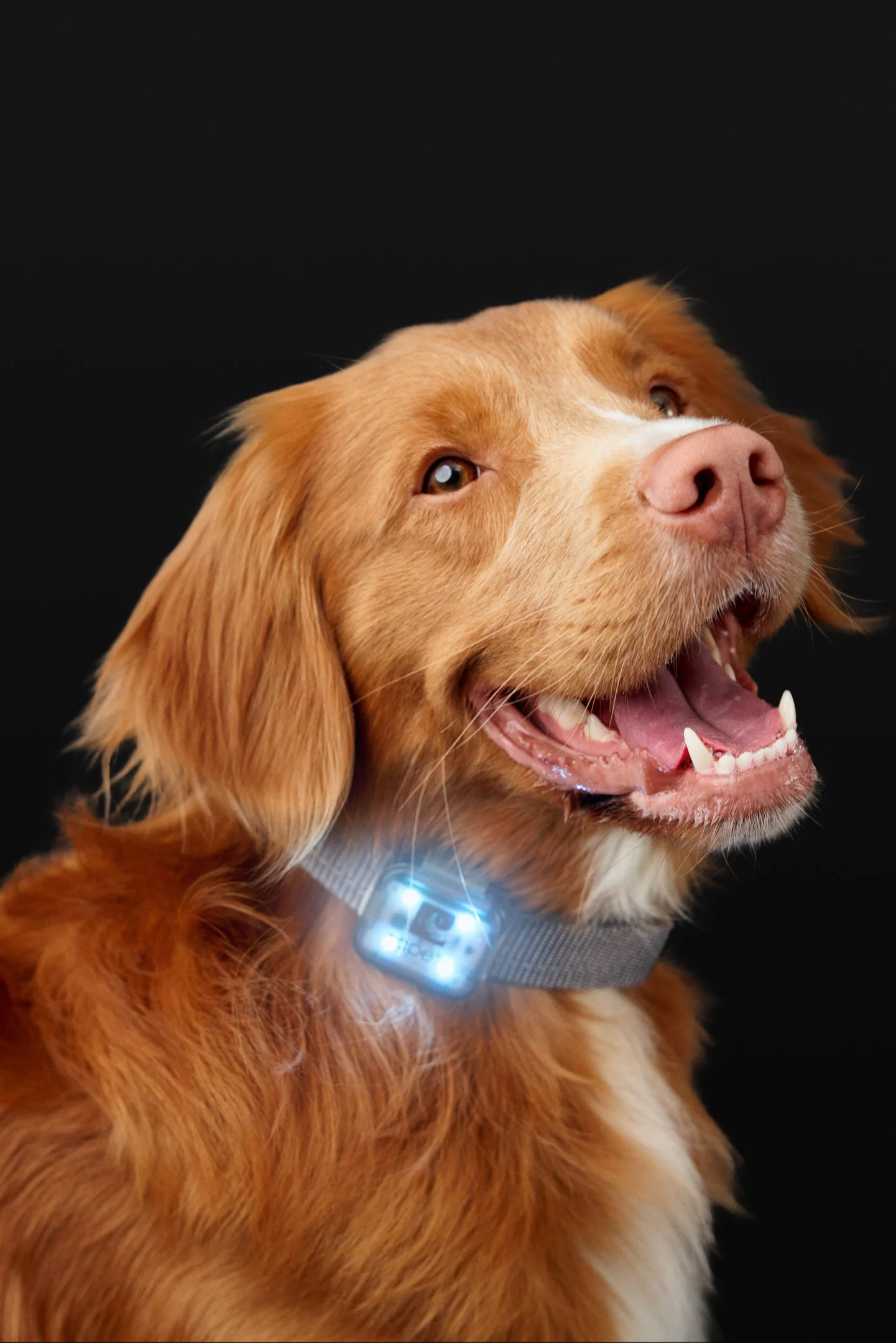 June29-RCPets-Pets-Final-Web-0028.jpg