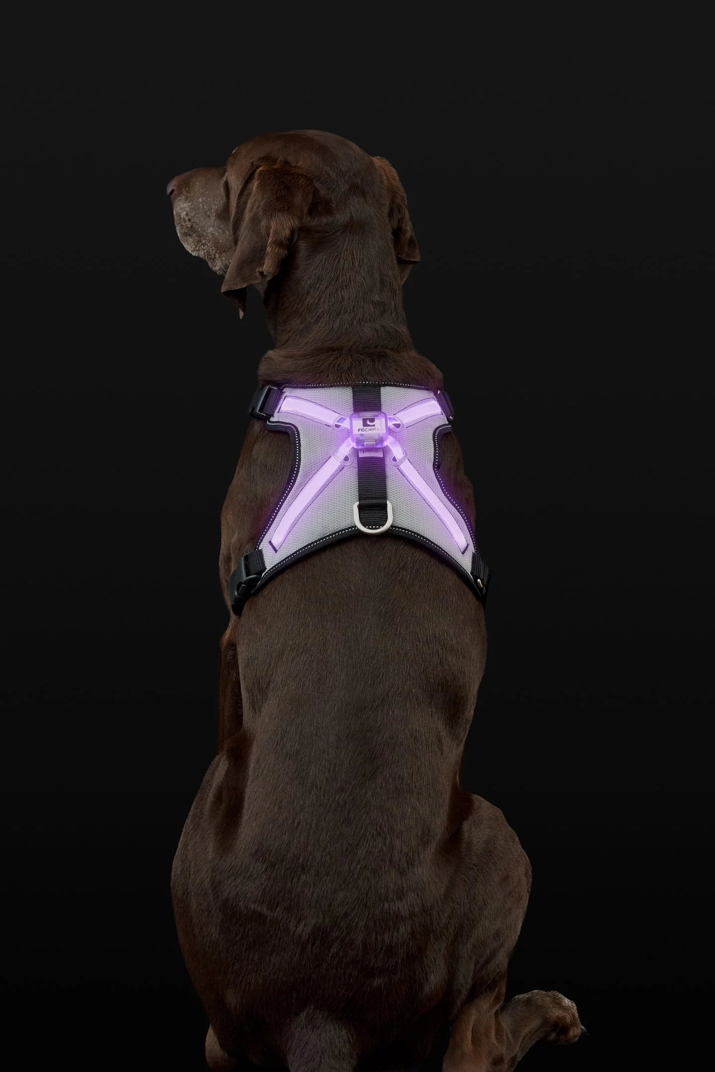 June29-RCPets-Pets-Final-Web-0007.jpg